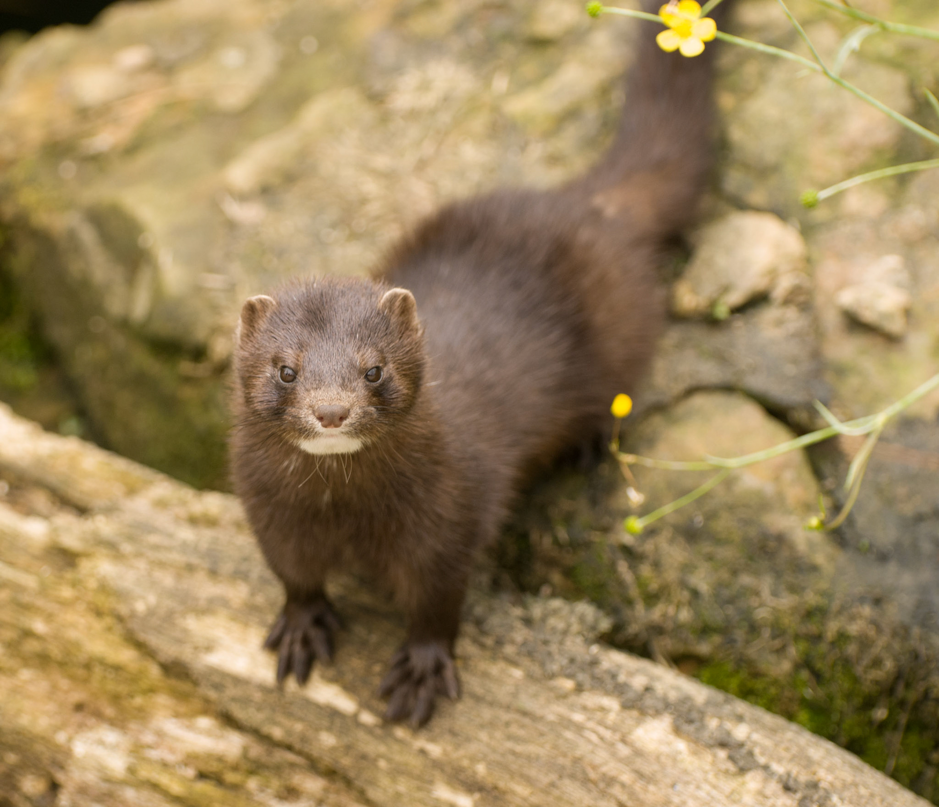 Mink at the British Wildlife Centre