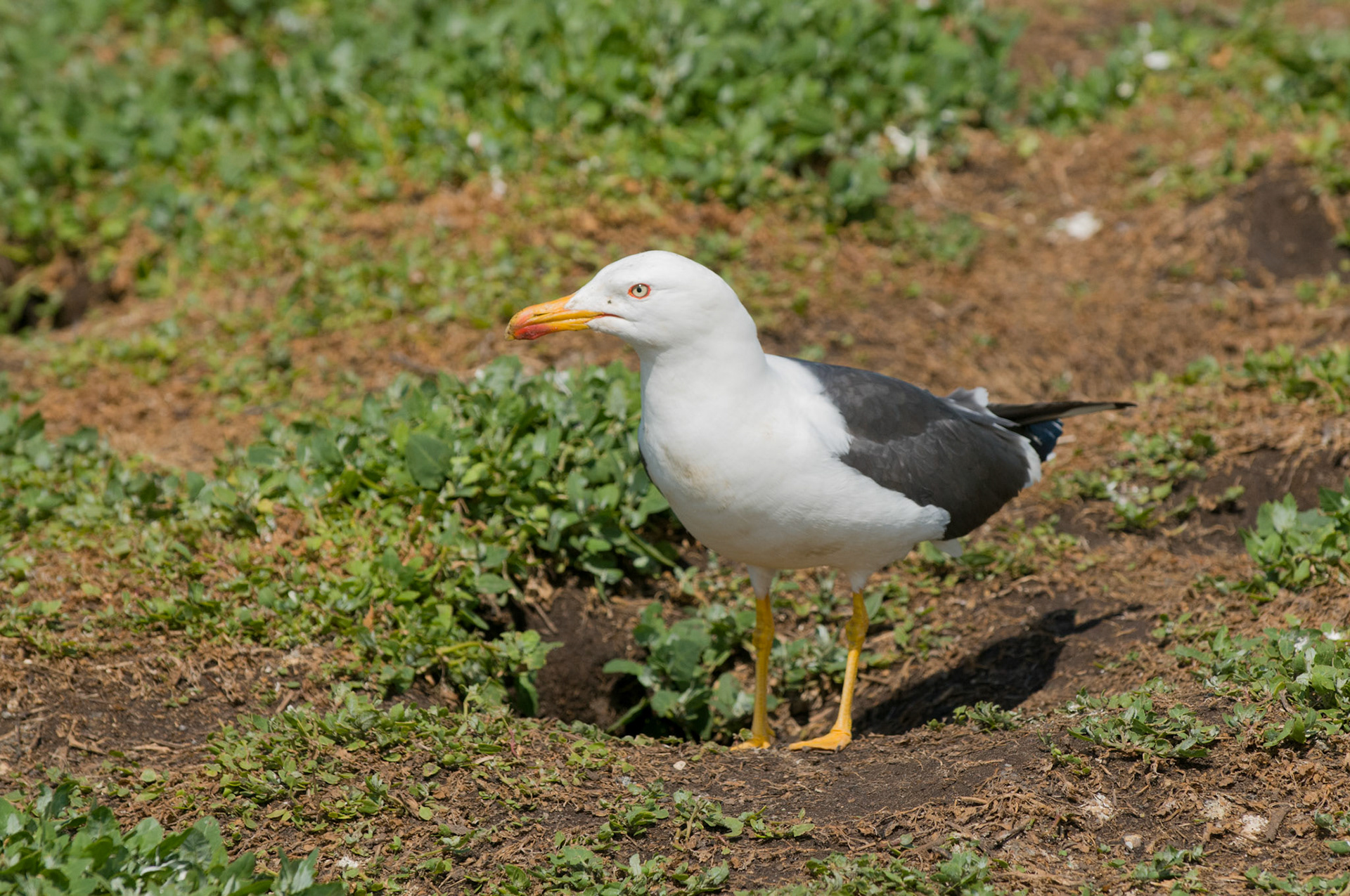 Herring Gull on Inner Farne