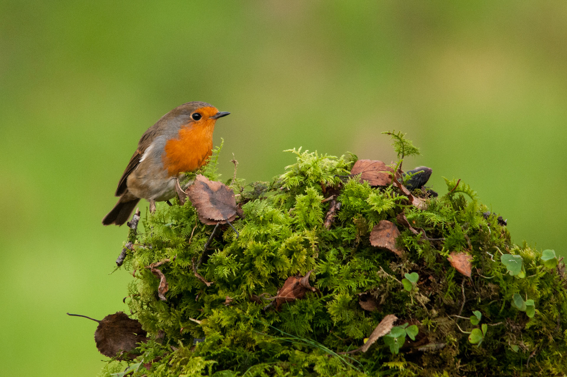Robin taken at a privately hired hide in South West Scotland