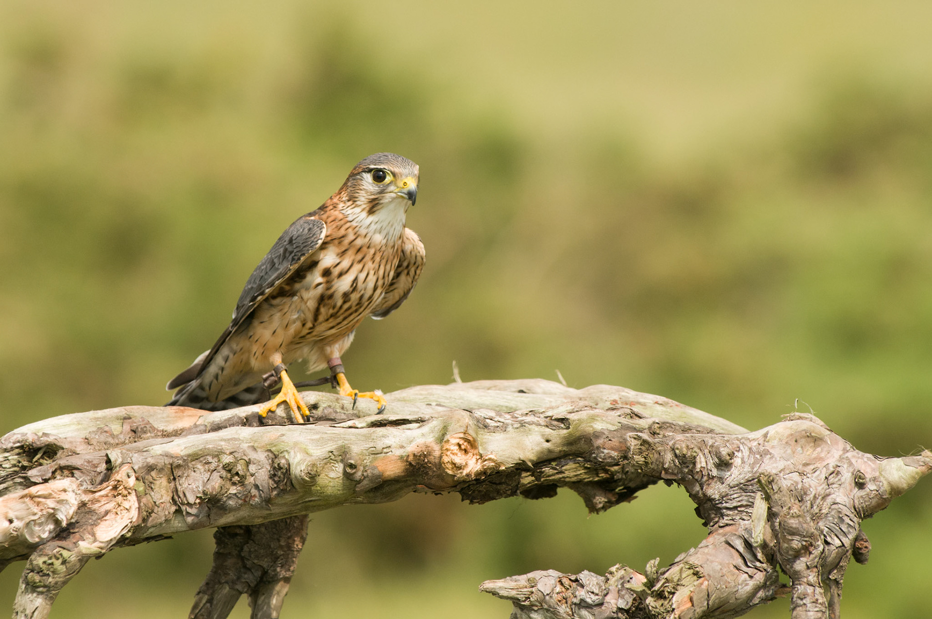 Merlin with falconer in Bamburgh