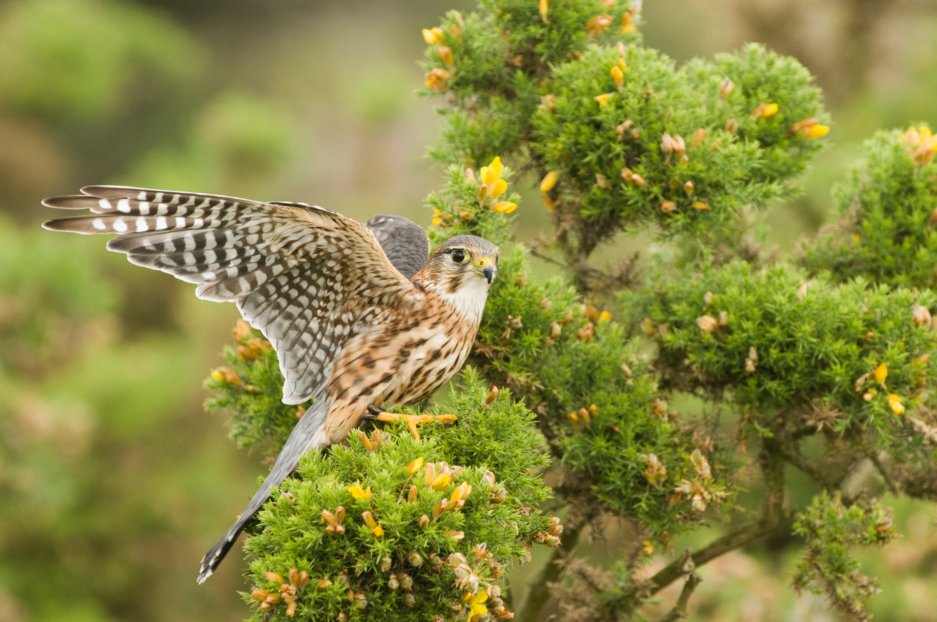 Merlin with falconer in Bamburgh