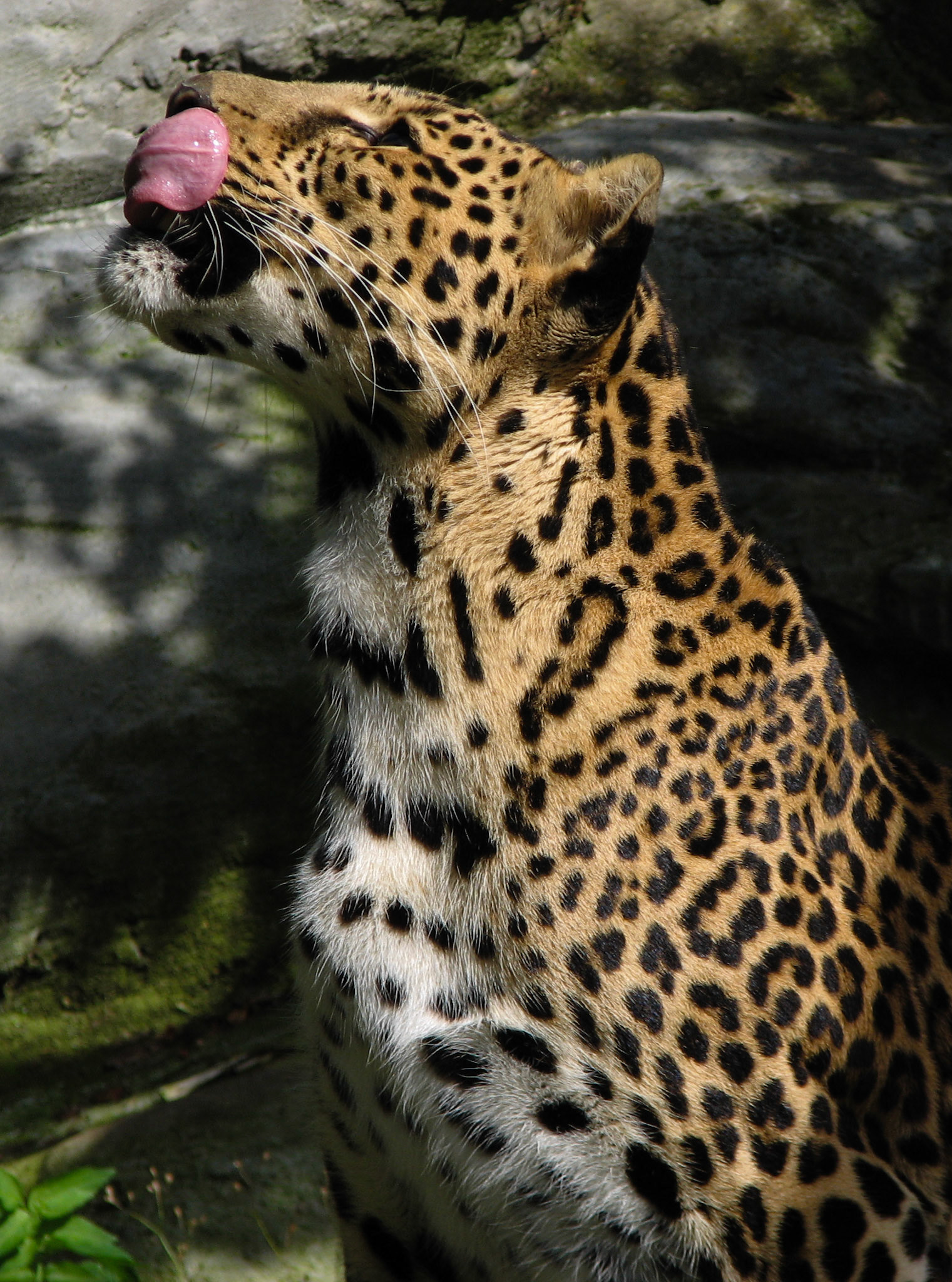 African Leopard at Santago Rare Leopard Project