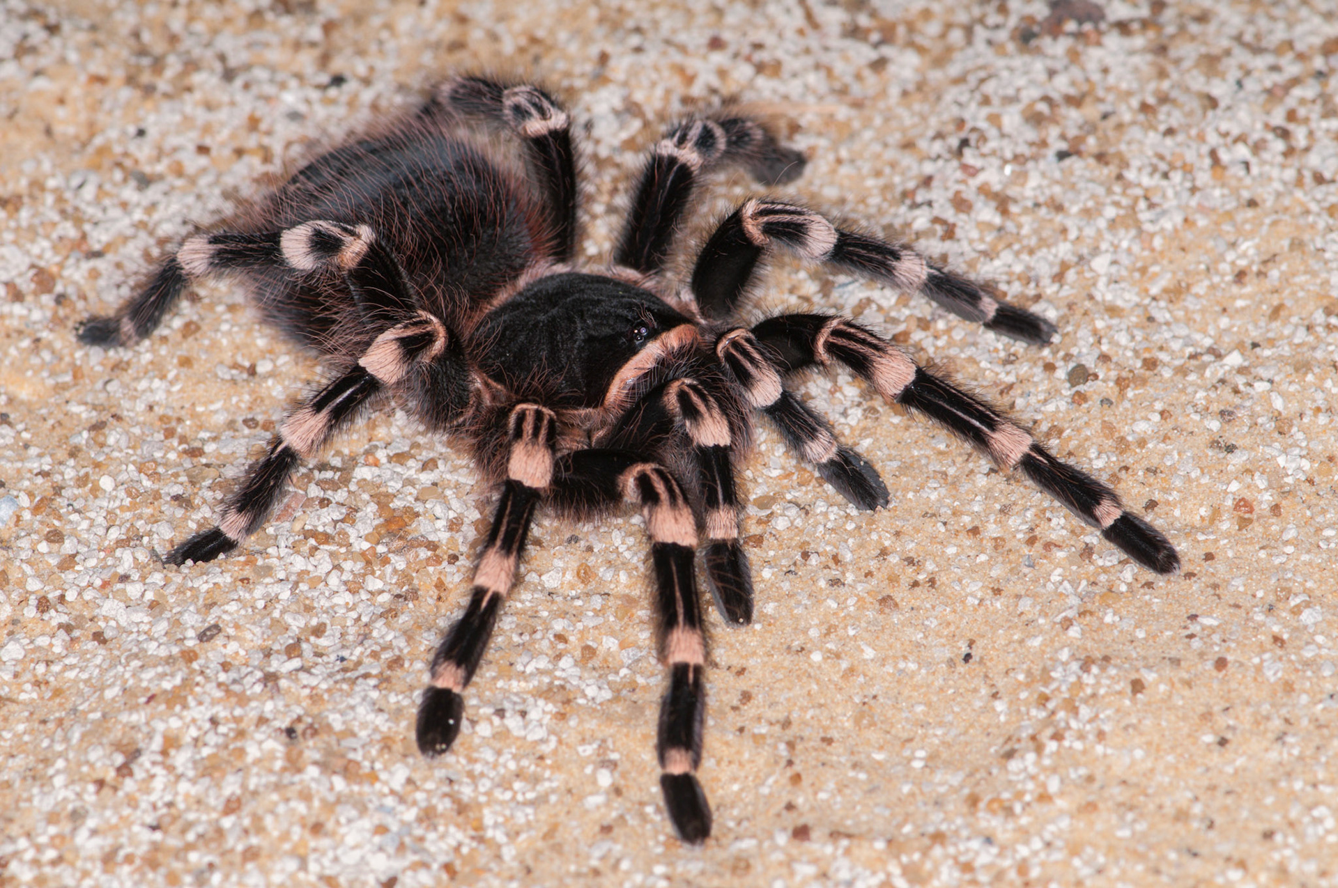 Brazillian White Knee Tarantula