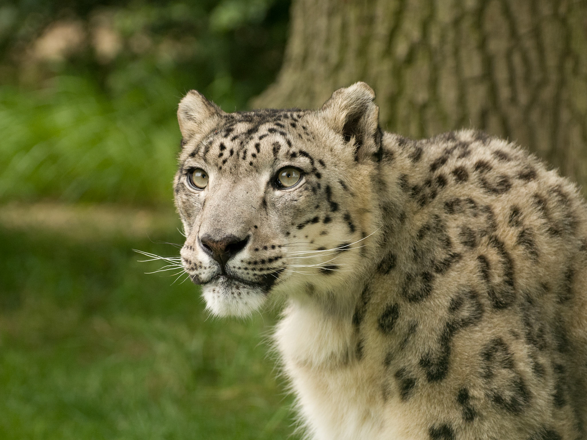 Snow Leopard at Wildlife Heritage Foundation