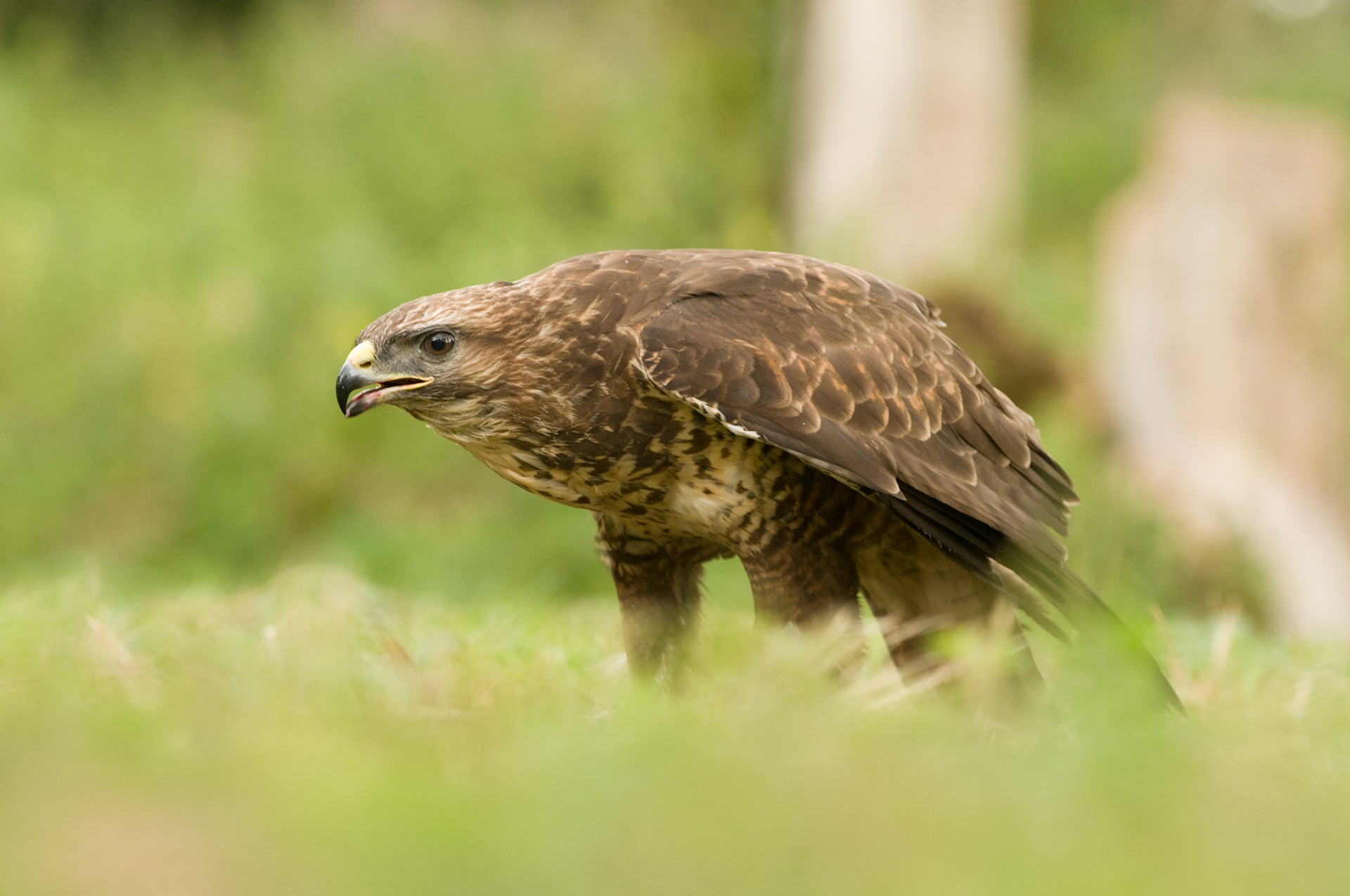Common Buzzard with falconer in Whissendine