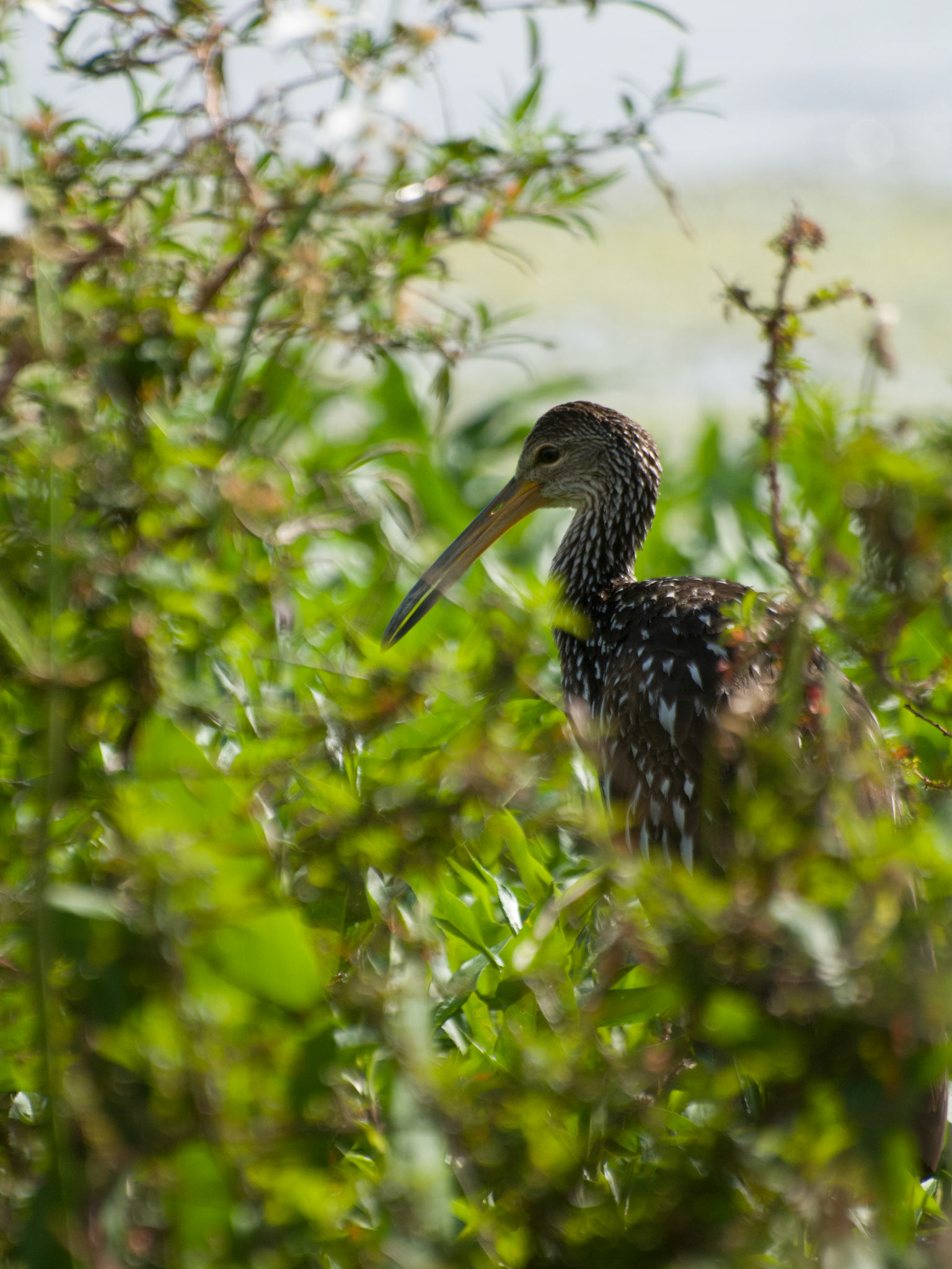 Limpkin at Kissimmee Port