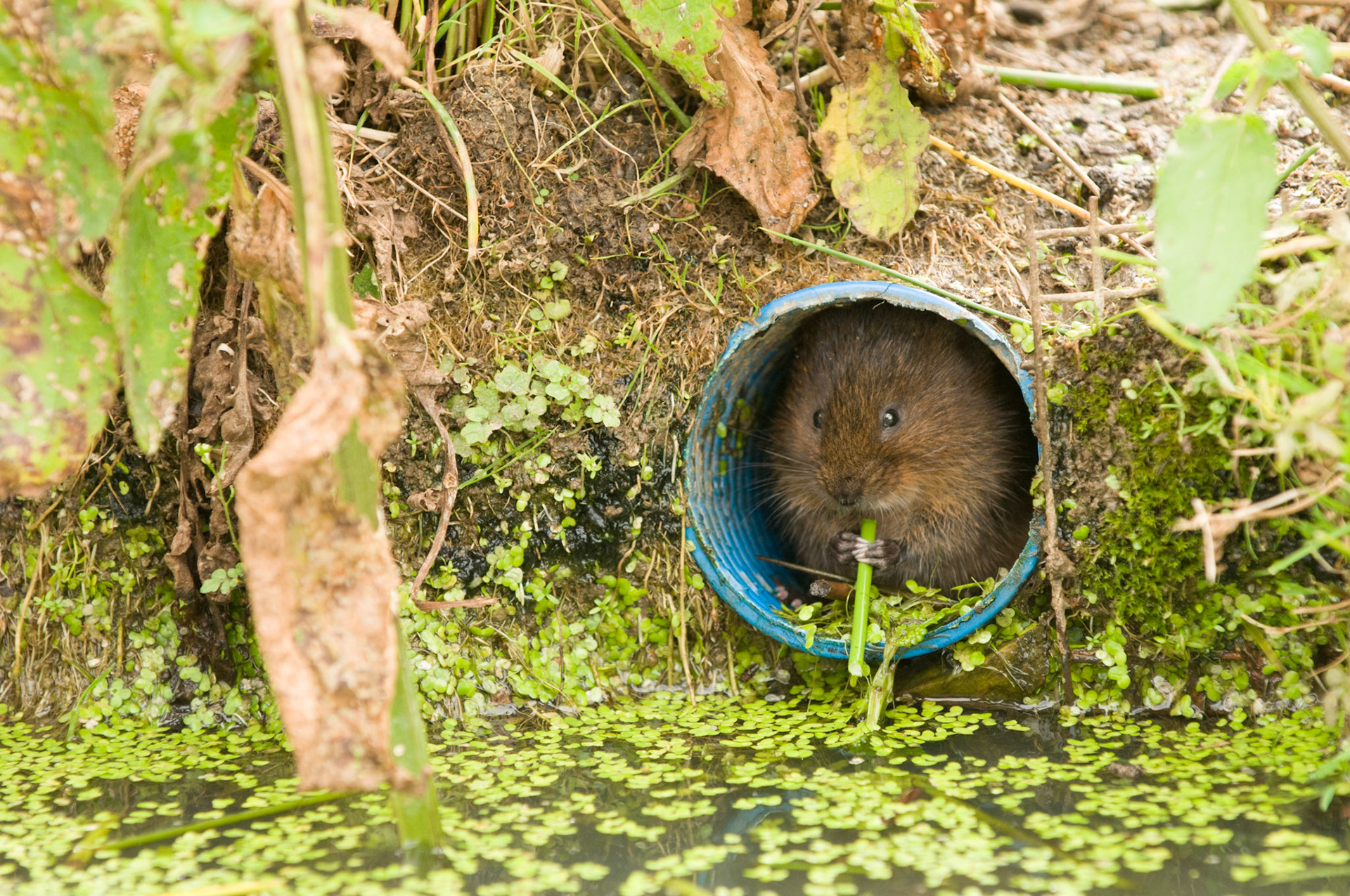 Water Vole at the British Wildlife Centre