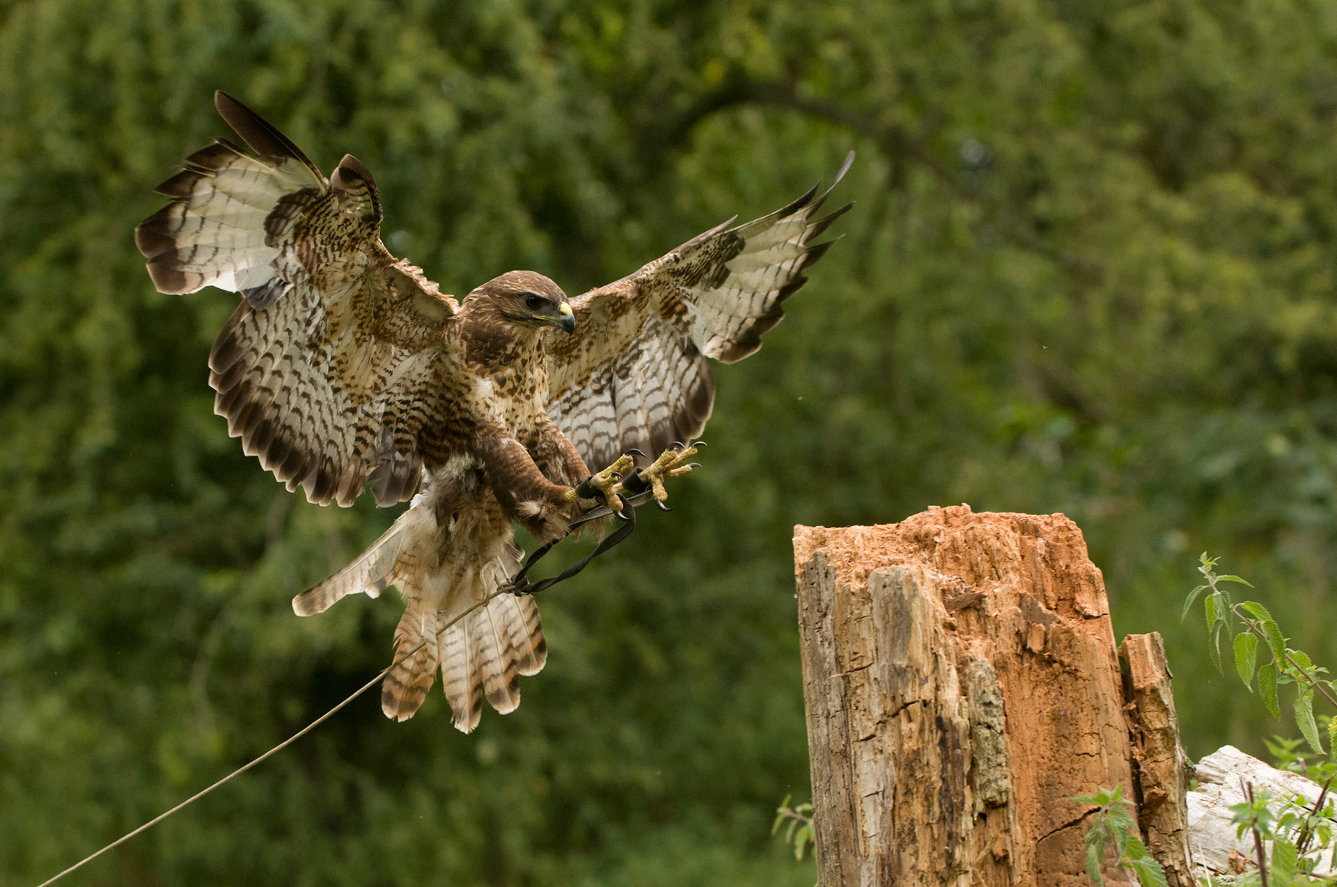 Common Buzzard with falconer in Whissendine