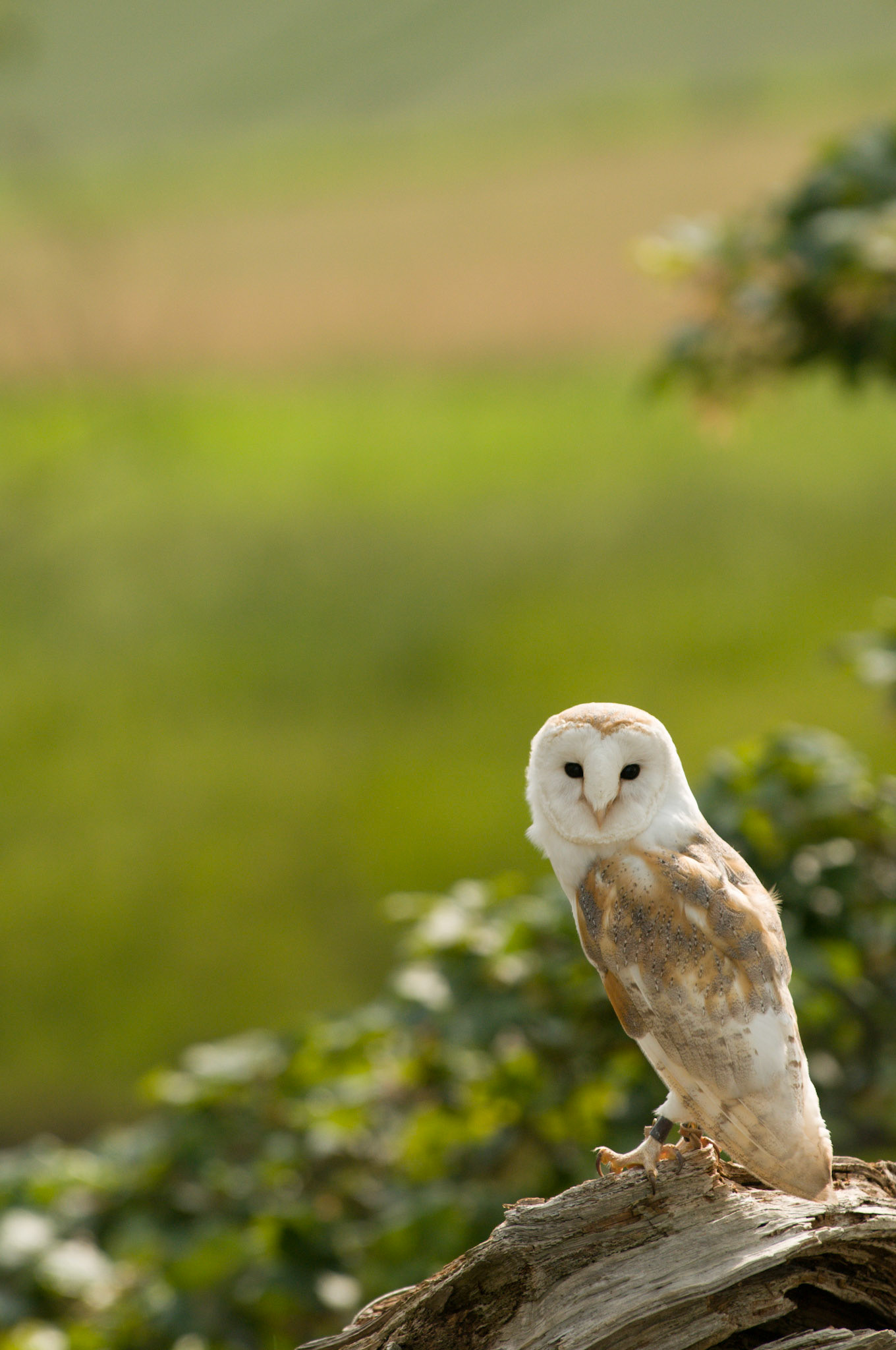Barn Owl with falconer in Bamburgh