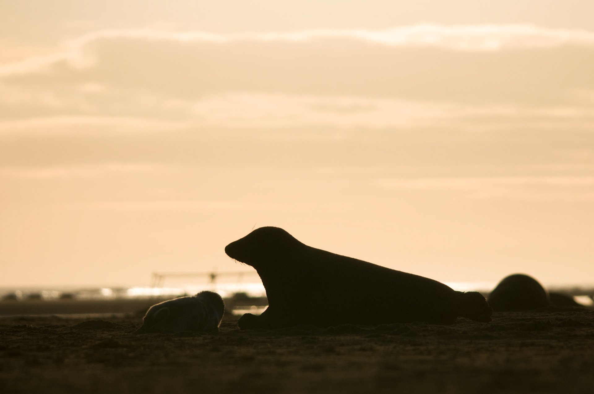 Grey Seal Mum and Pup at Donna Nook