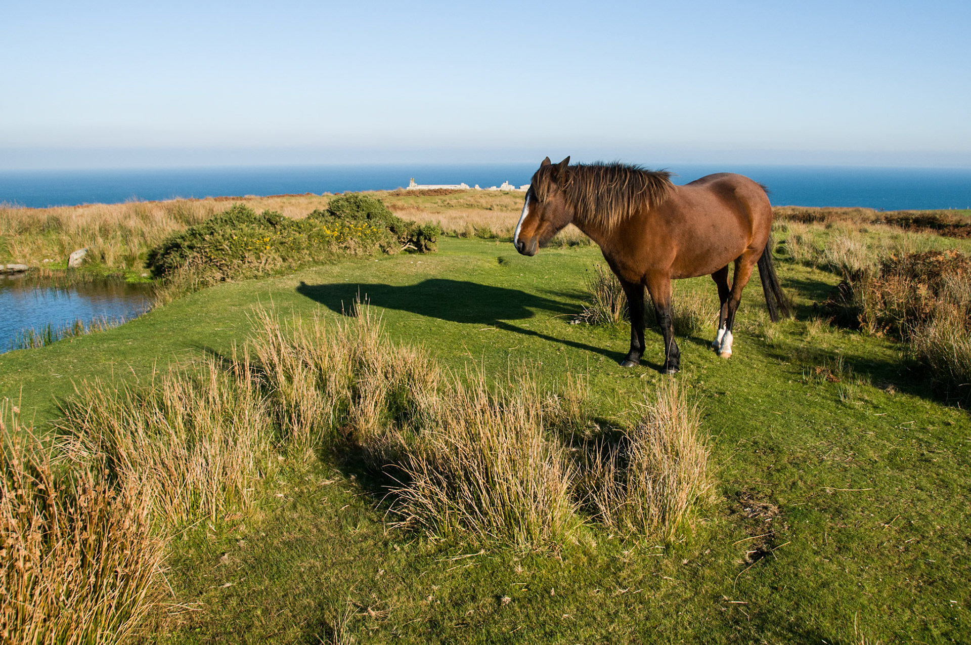 Although not fully domesticated, the wild ponies on Lundy Island are very placid and unfazed by humans, this one in particular seemed quite content stood half asleep in place so it wasn't a great challenge to line up the shot I wanted. I decided to avoid the cliche of the close up portrait in this case (almost ironic as there is generally a challenge to getting closeups of wild animals whereas these guys are so laid back it would have been easy!) and instead go for a wider shot to include some of the lovely landscape of the island
