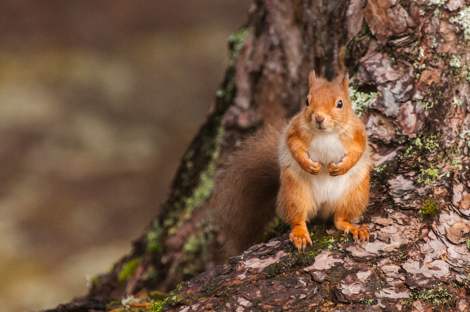 Red Squirrel