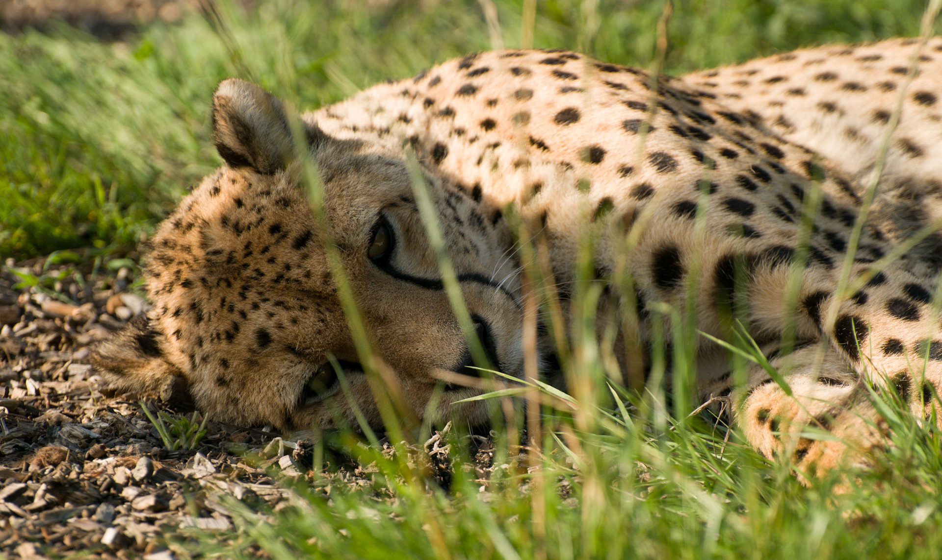 Cheetah at Wildlife Heritage Foundation