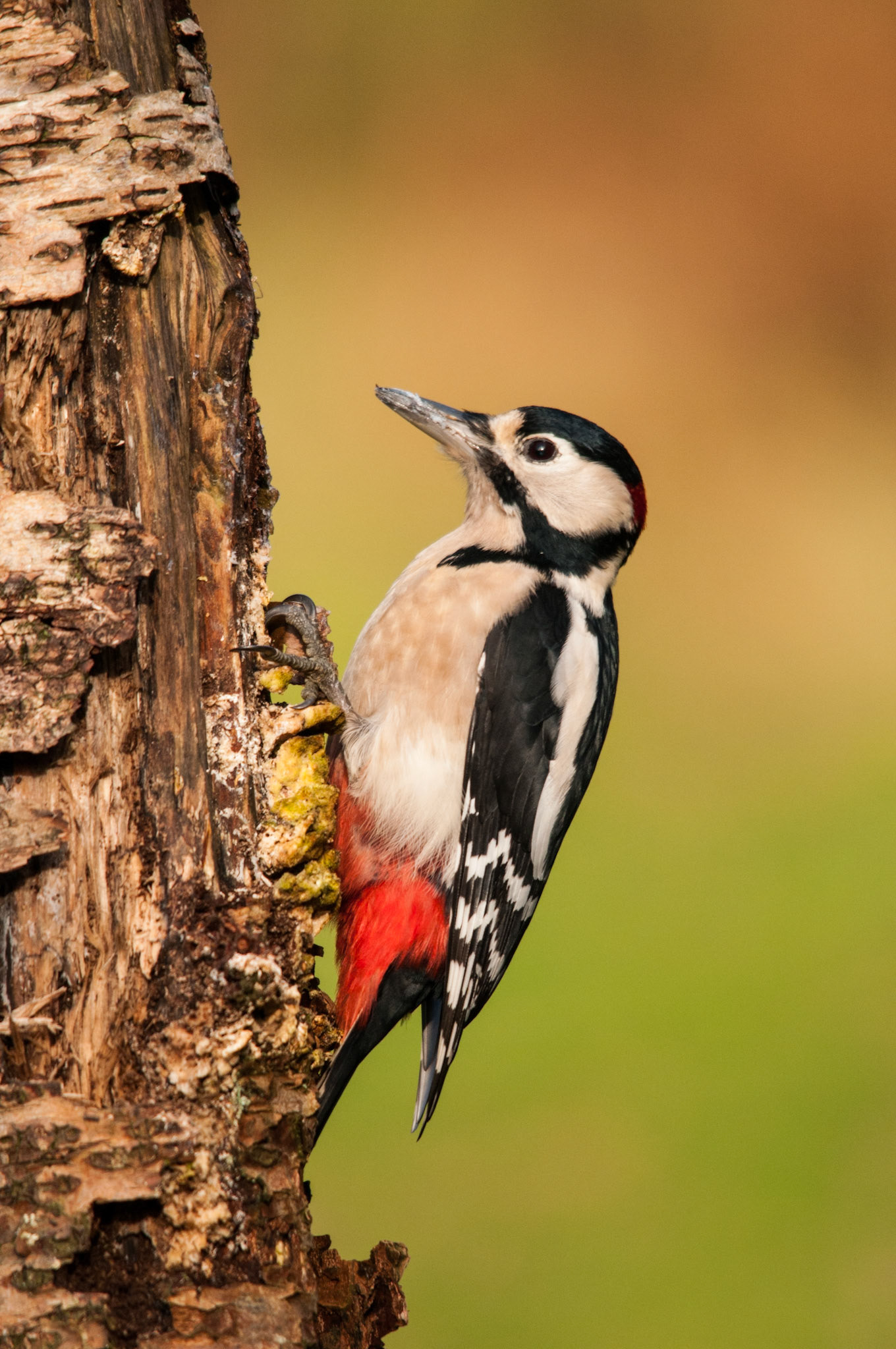 Greater Spotted Woodpecker taken at a privately hired hide in South West Scotland