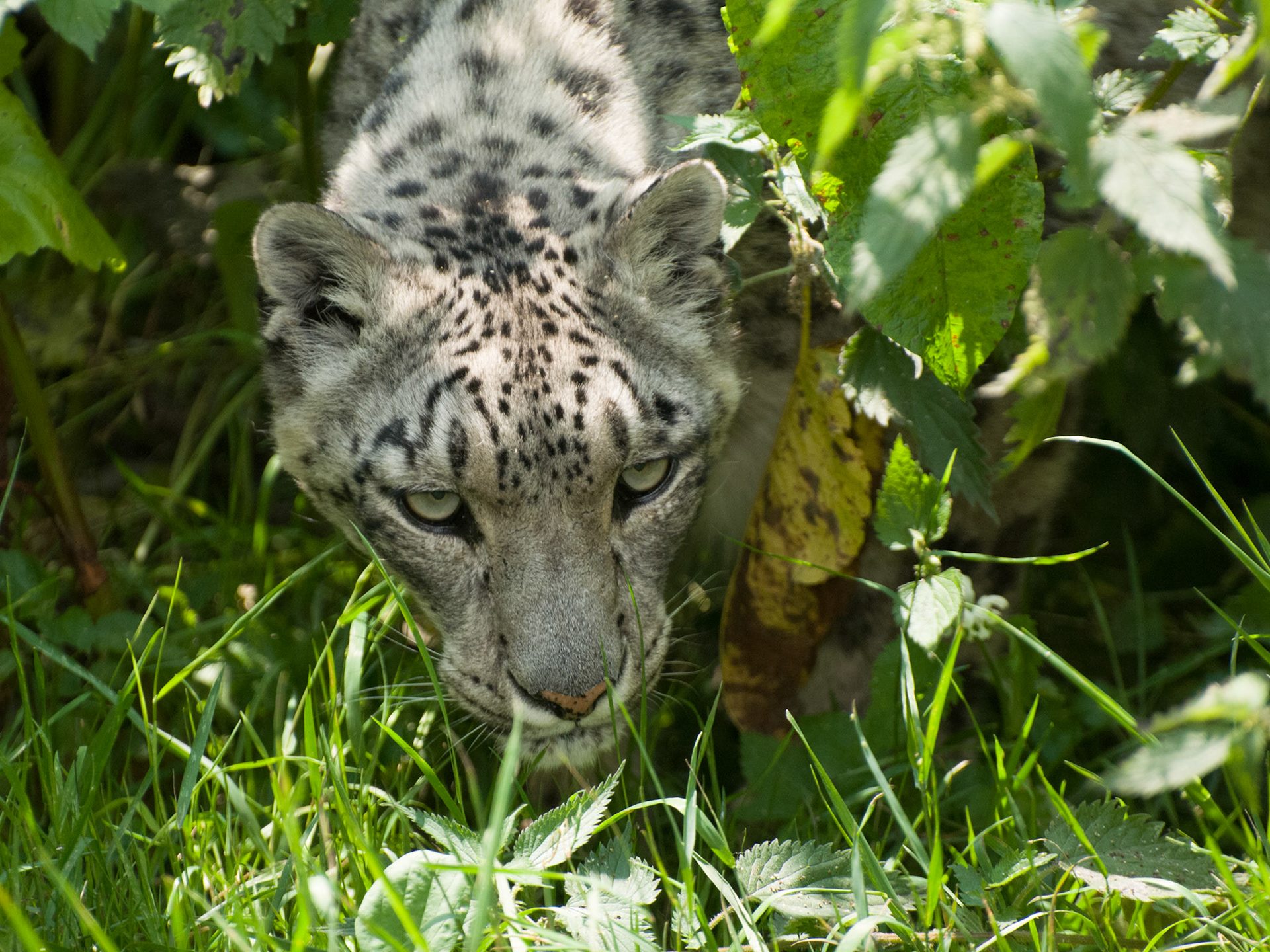Snow Leopard at Santago Rare Leopard Project