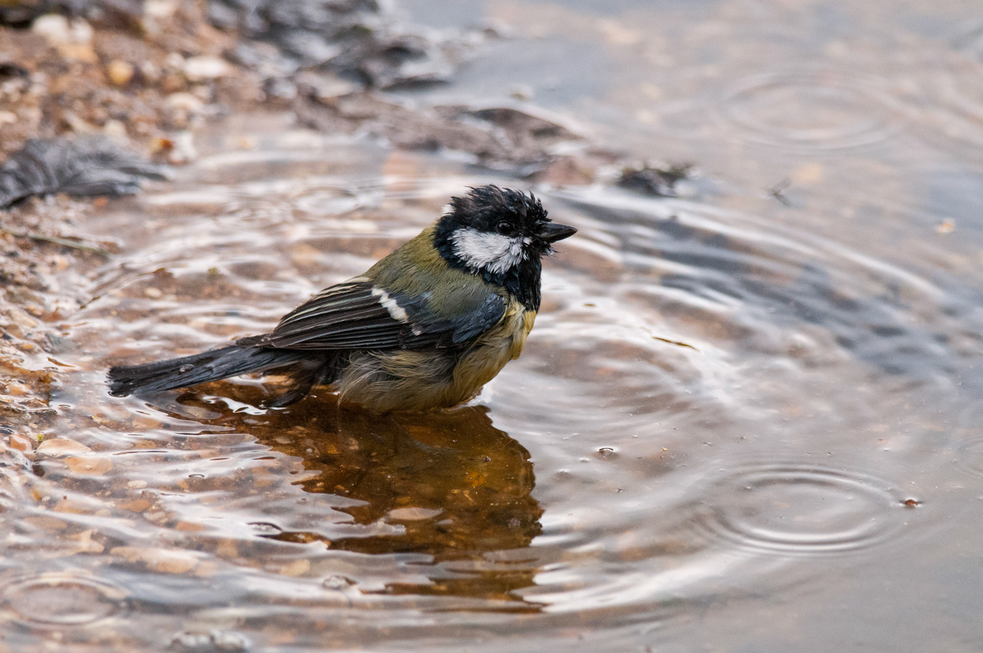 Great Tit bathing at RSPB Sandy