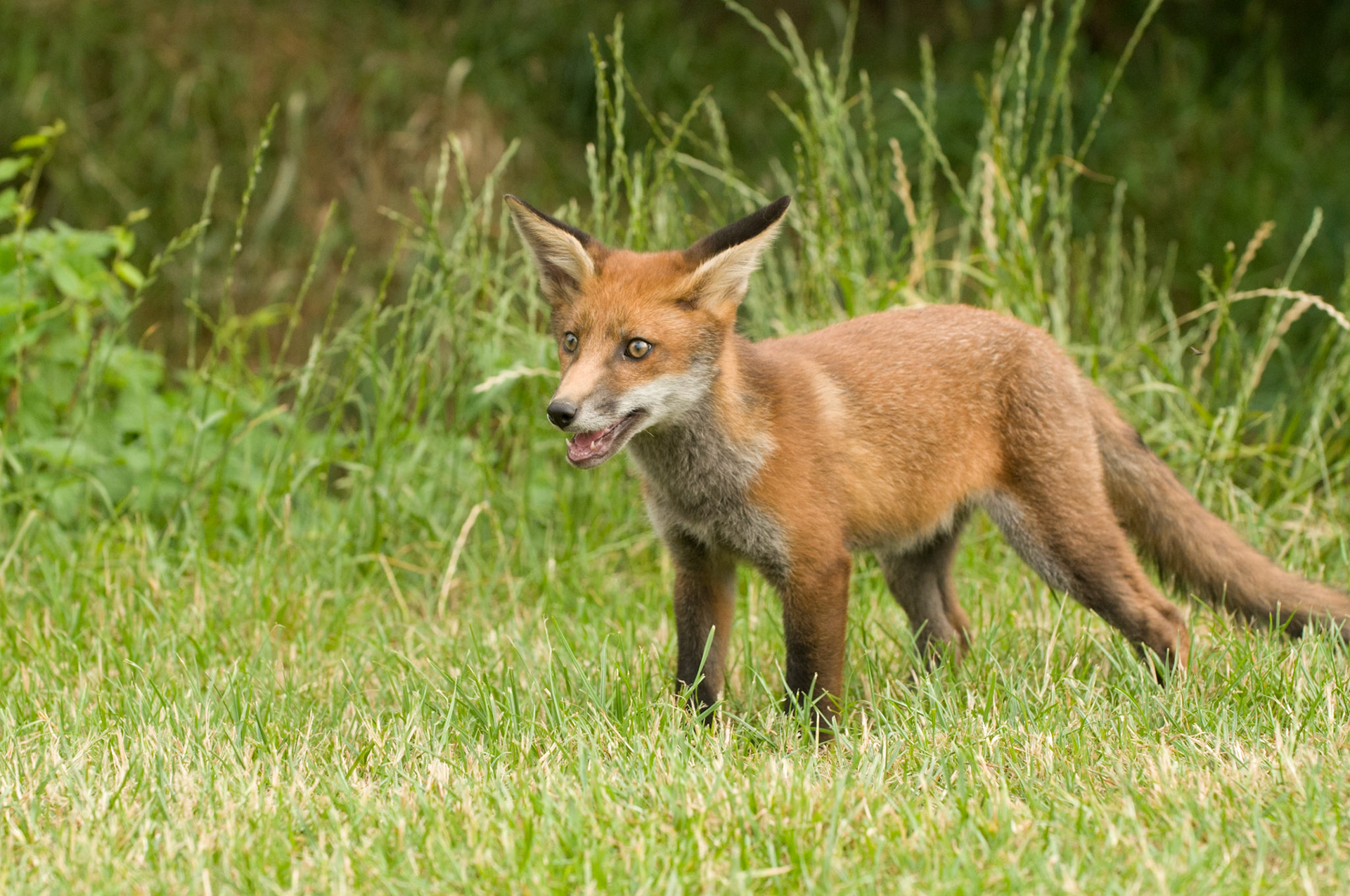 Red Fox Cub at the British Wildlife Centre