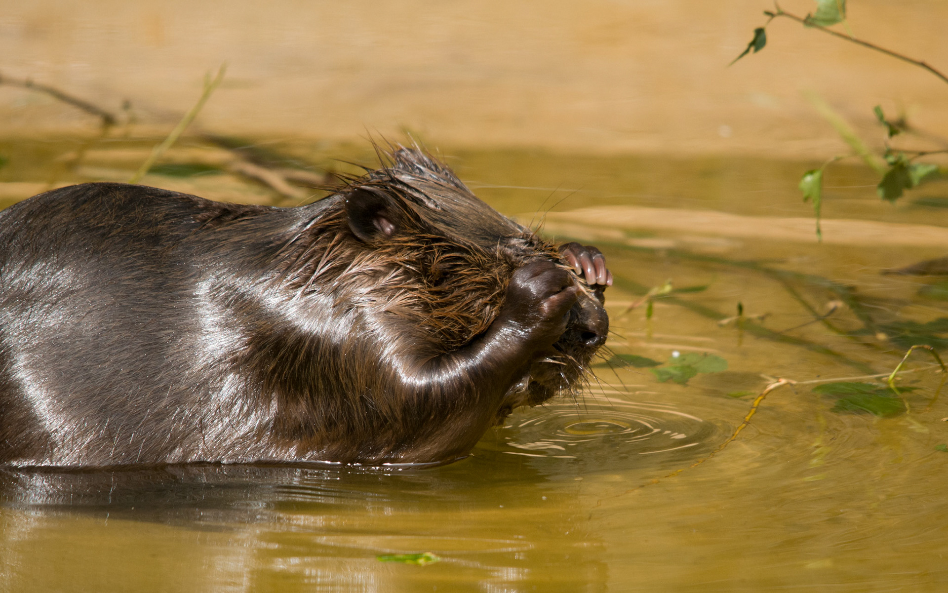Beaver at Wildwood Wildlife Park