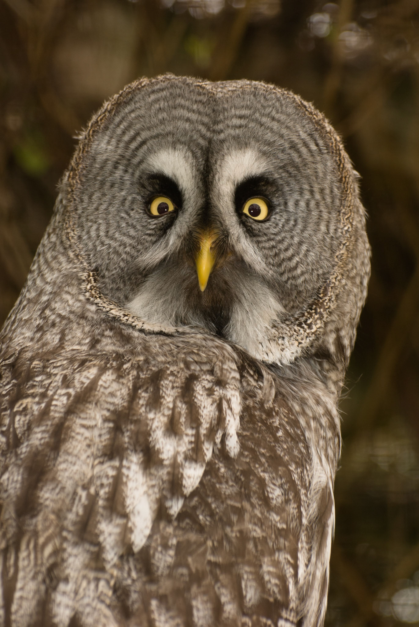 Great Grey Owl at Hamerton Zoo