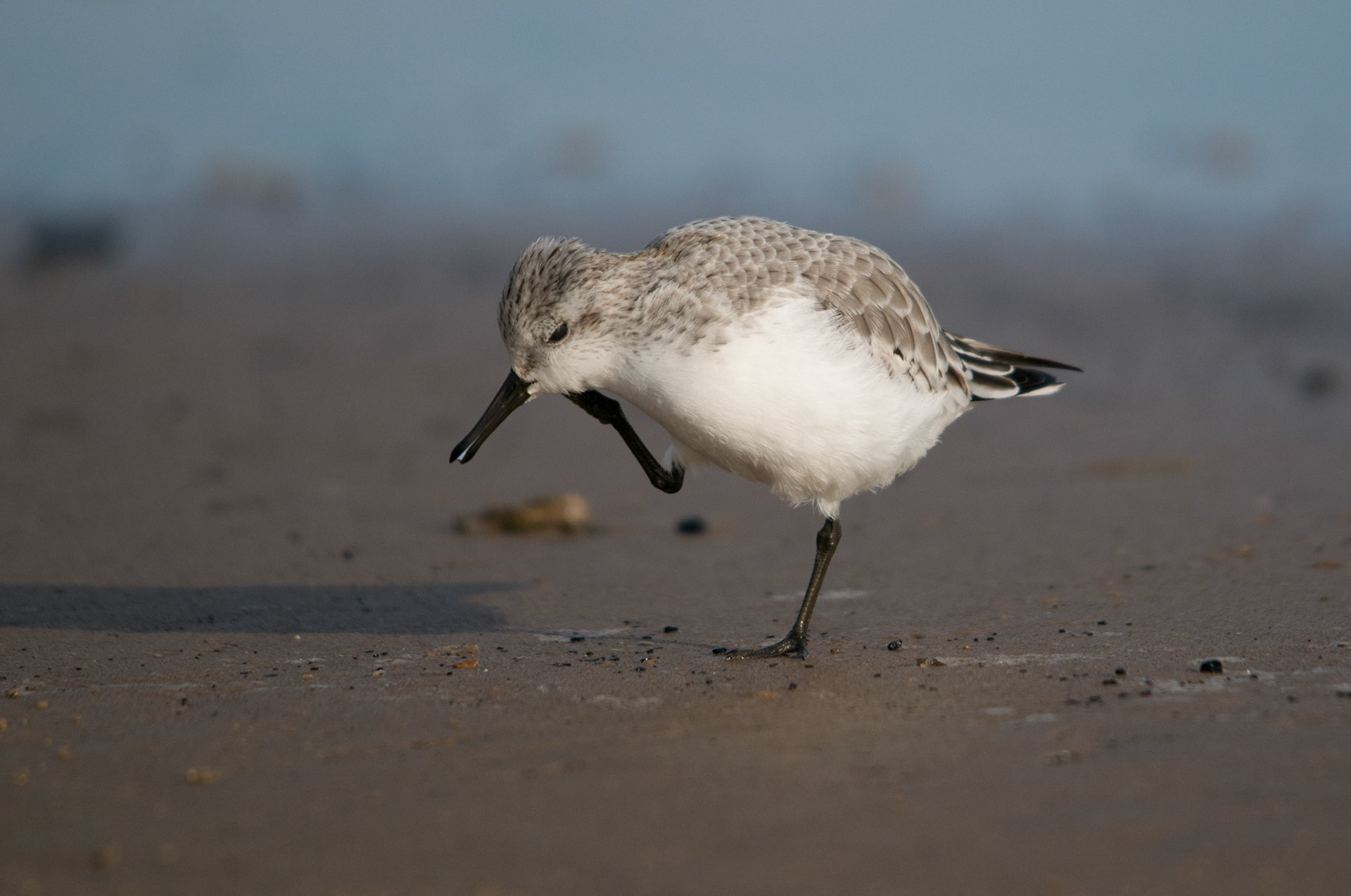 Sanderling at Donna Nook