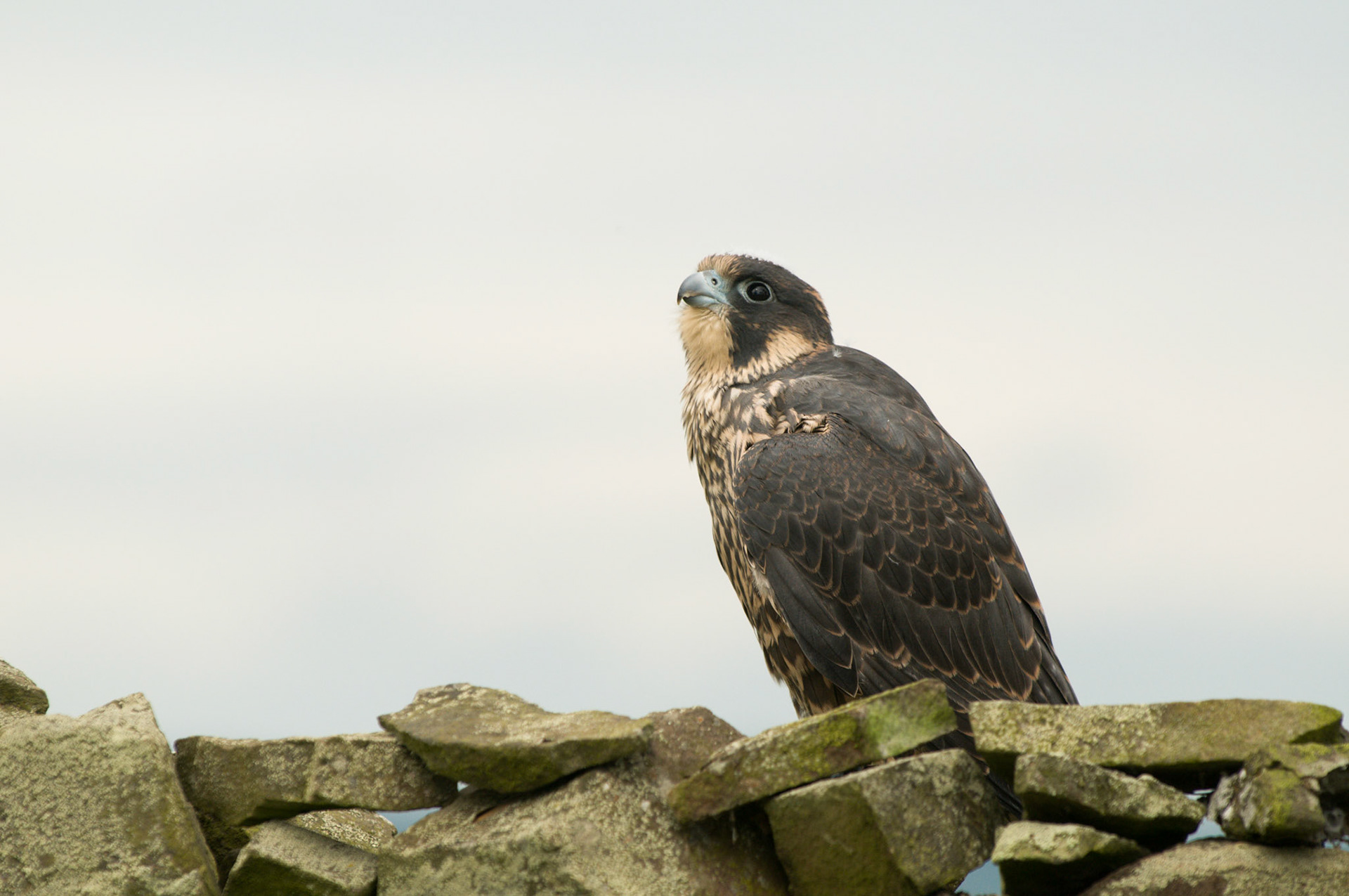 Young Perigrine Falcon with falconer in Bamburgh