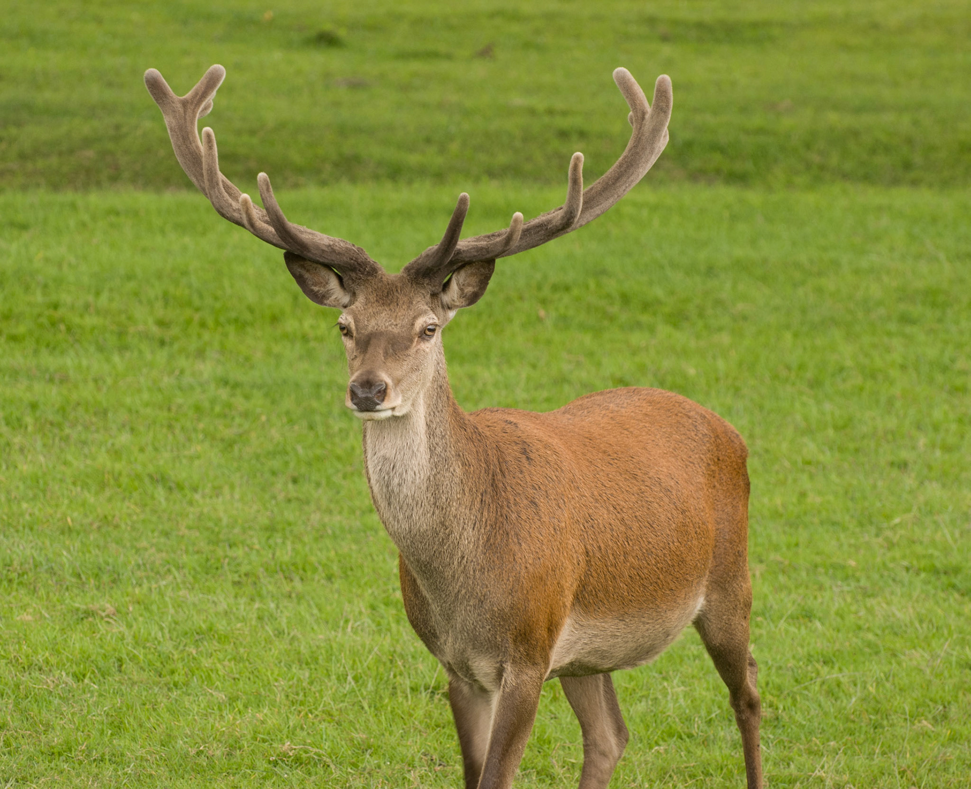 Red Deer Stag at the British Wildlife Centre