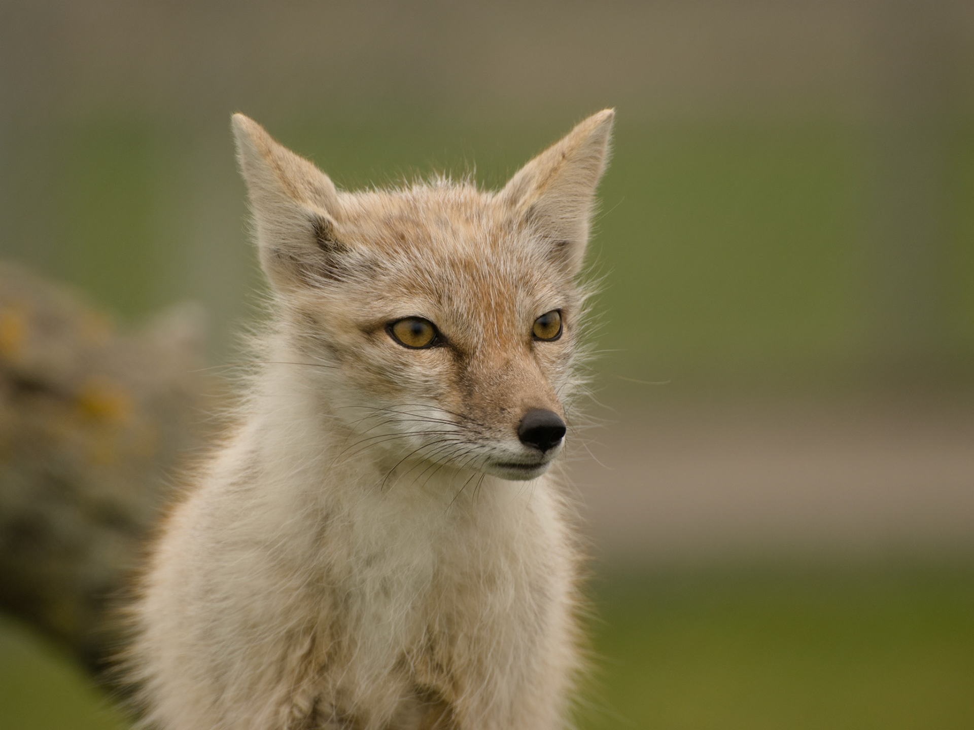 Corsac Fox at Hamerton Zoo