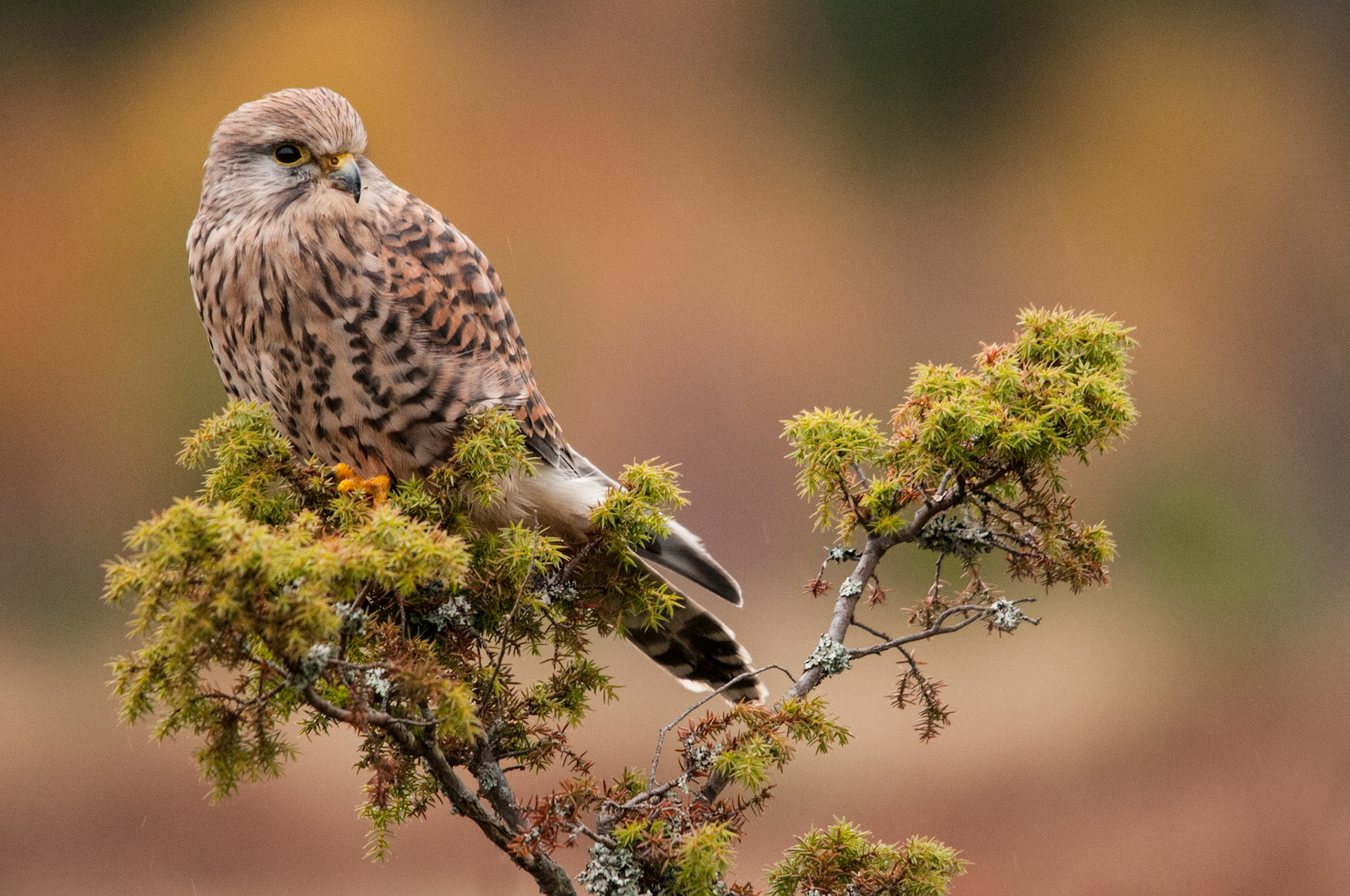 Kestrel