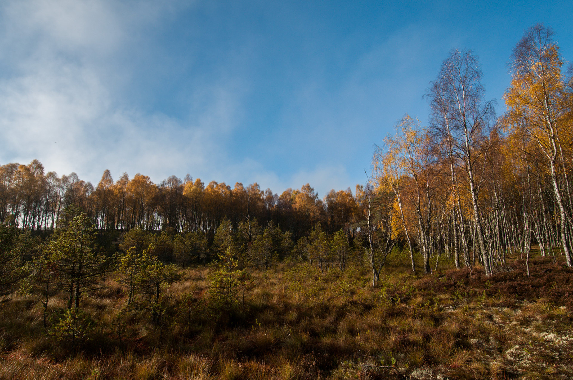 Birch wood in the Cairngorms