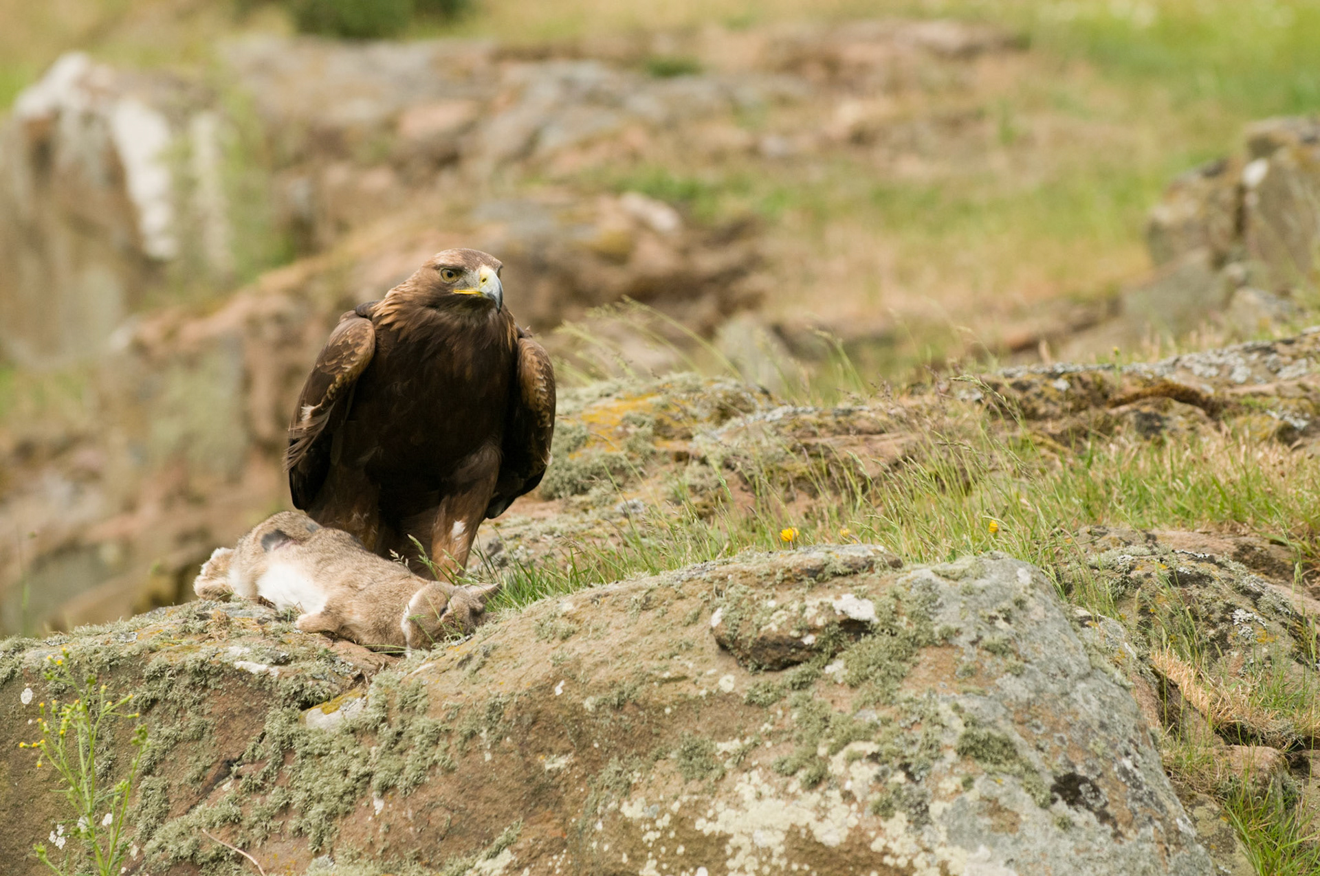 Golden Eagle with falconer in Bambrgh