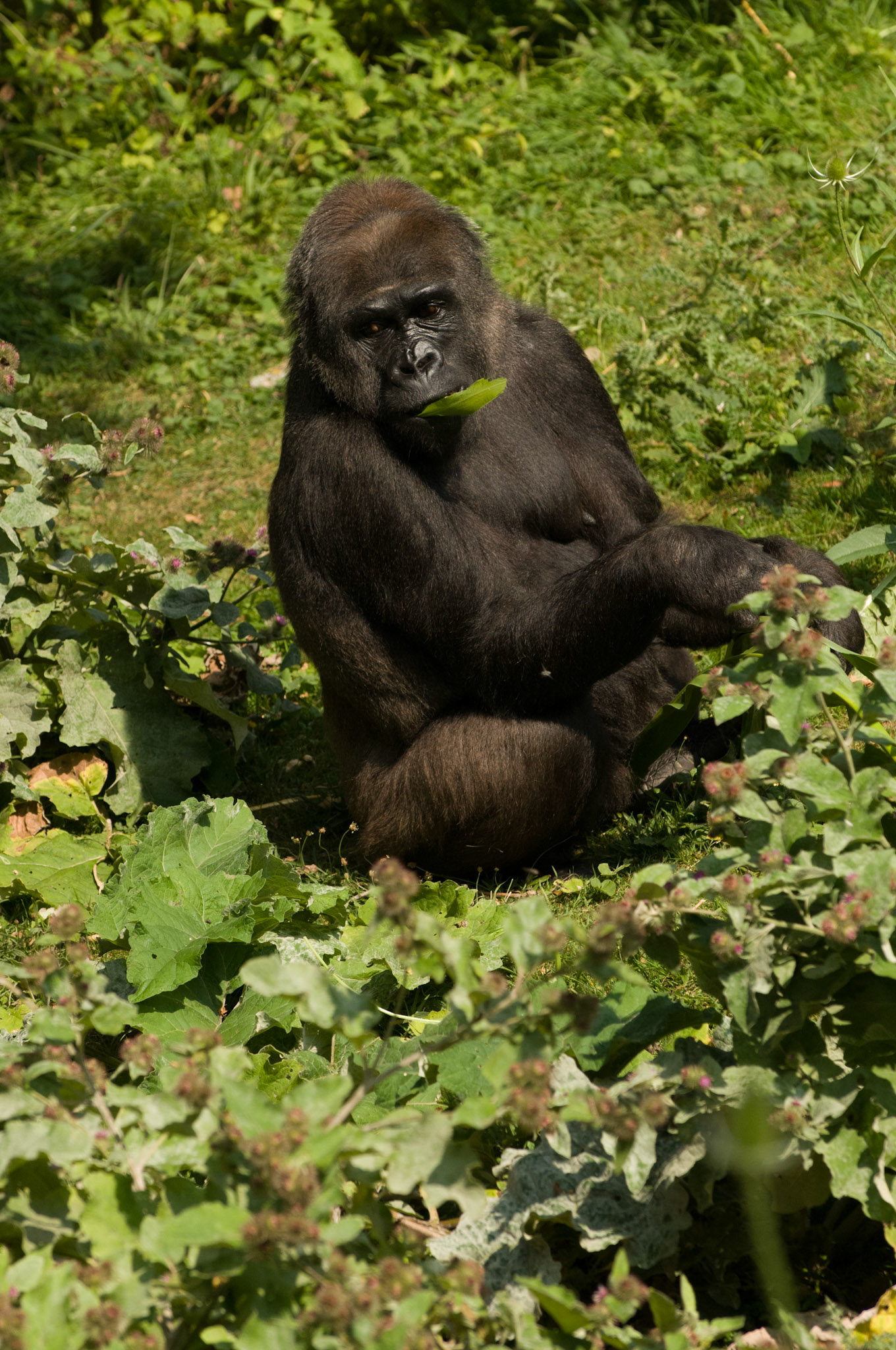 Gorilla at Port Lympne Wild Animal Park