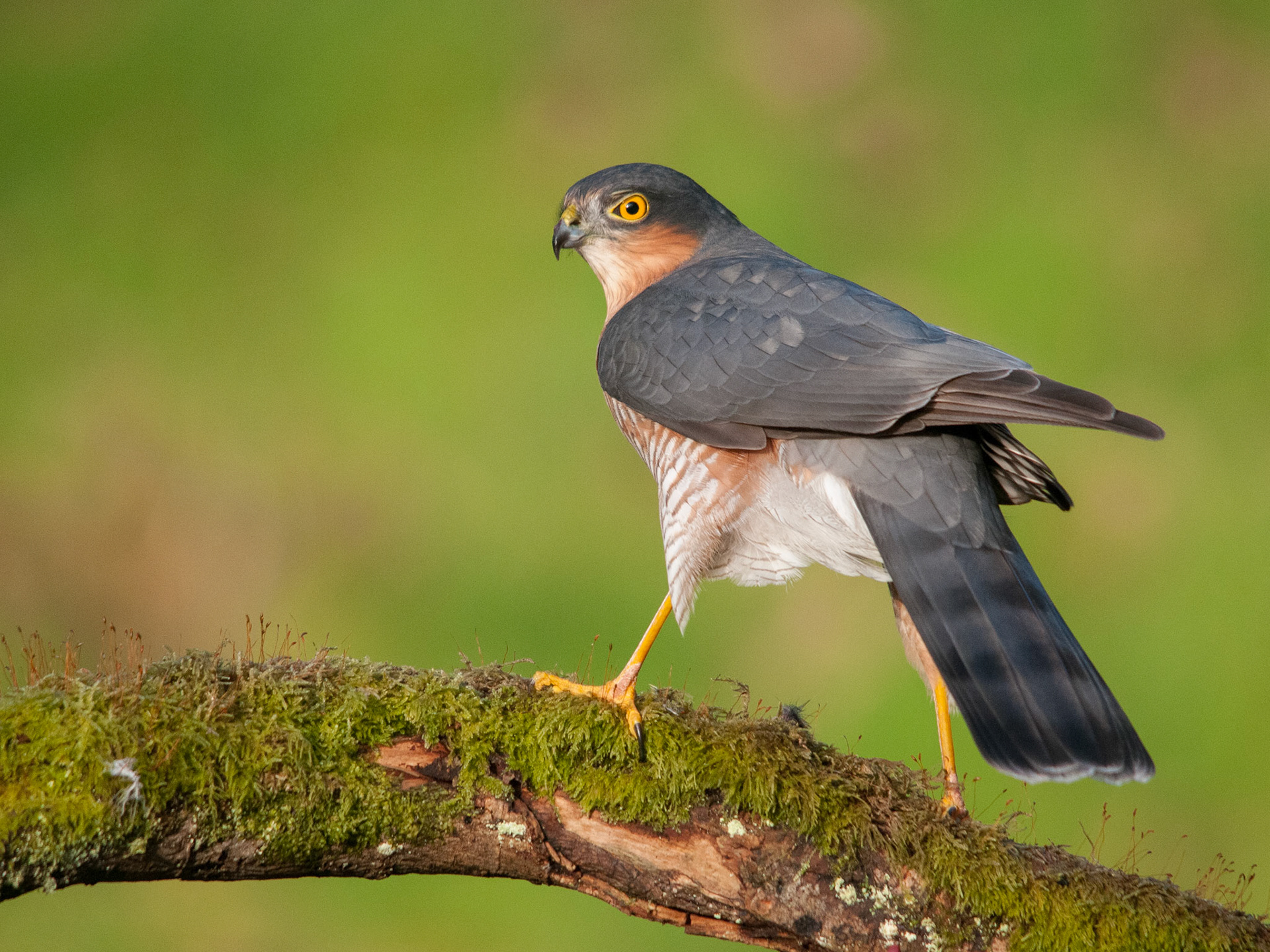 Sparrowhawk taken at a privately hired hide in South West Scotland