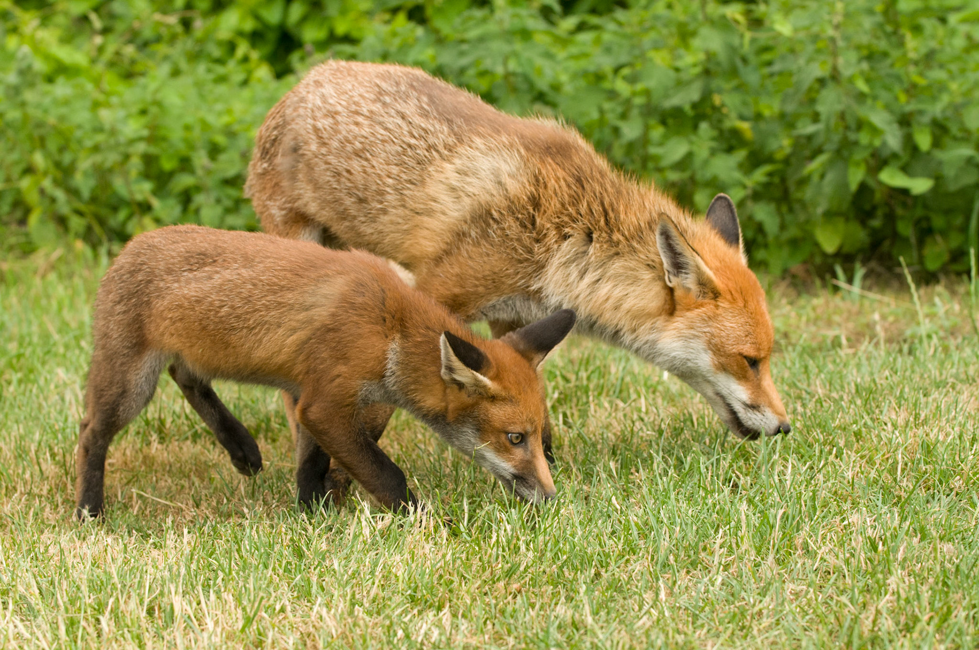 Red Fox with Cub at the British Wildlife Centre