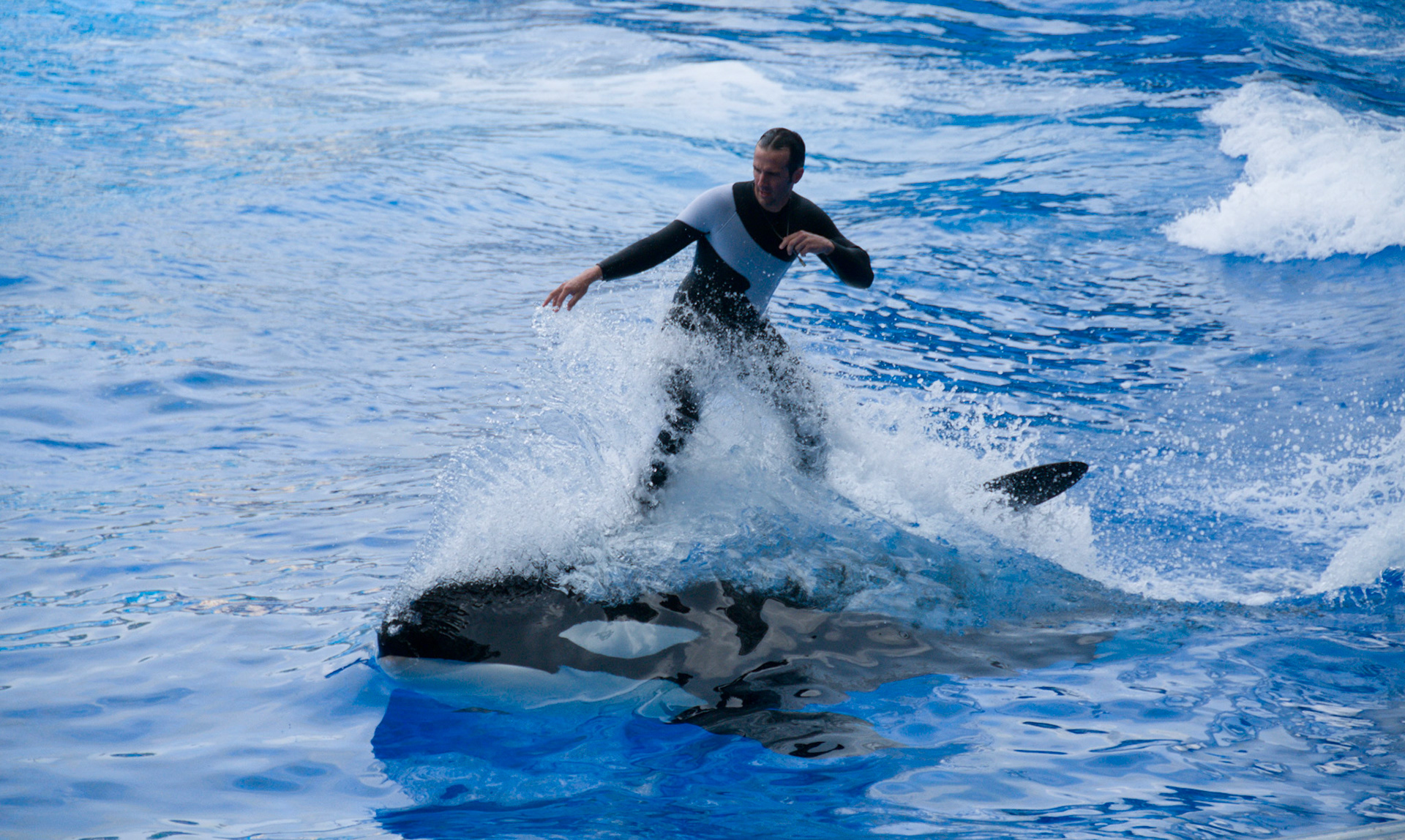 The Shamu Show at Seaworld Orlando