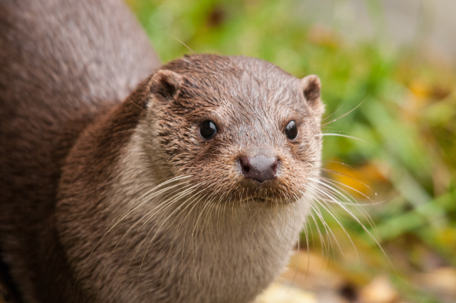 European Otter