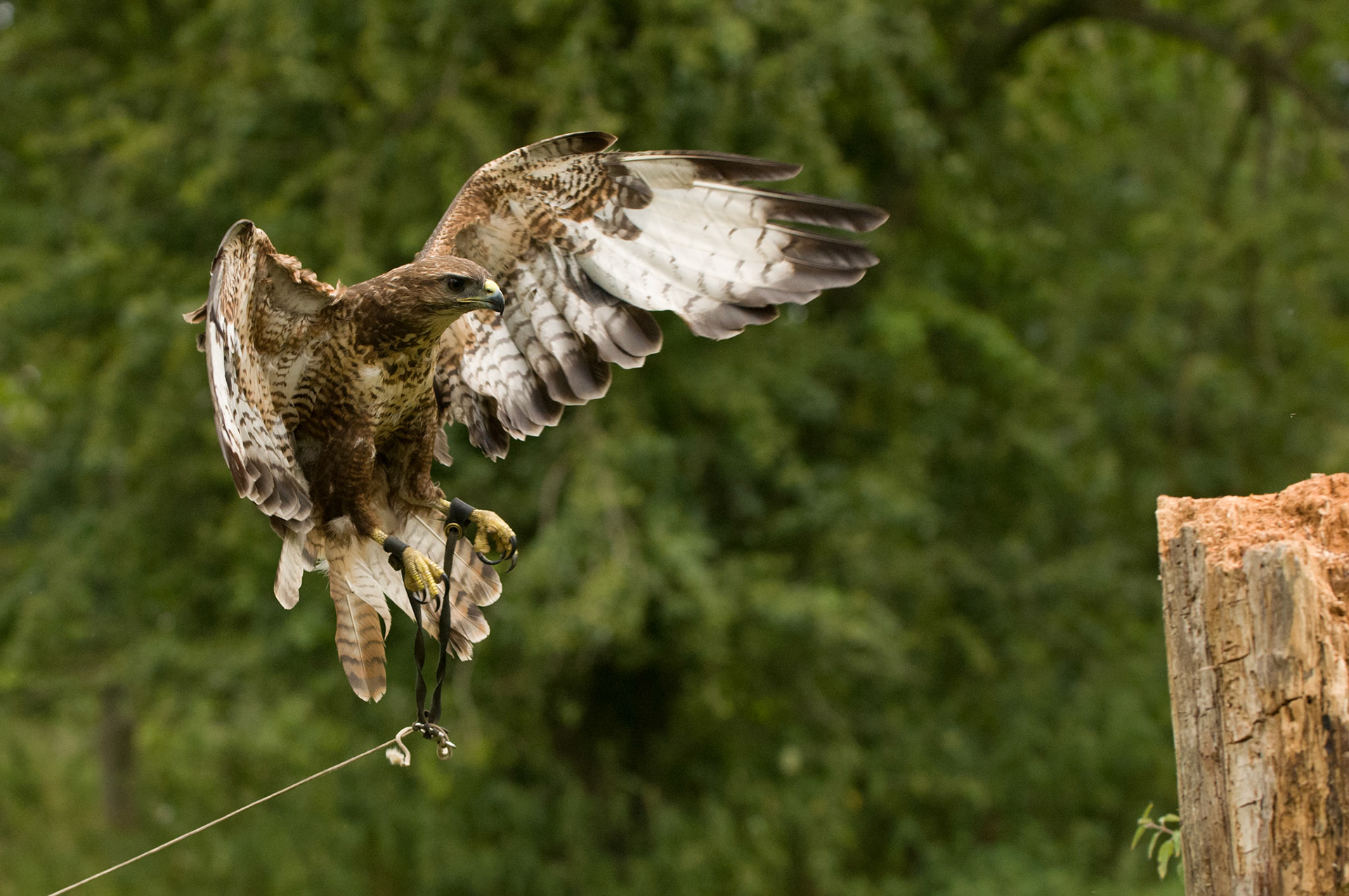Common Buzzard with falconer in Whissendine