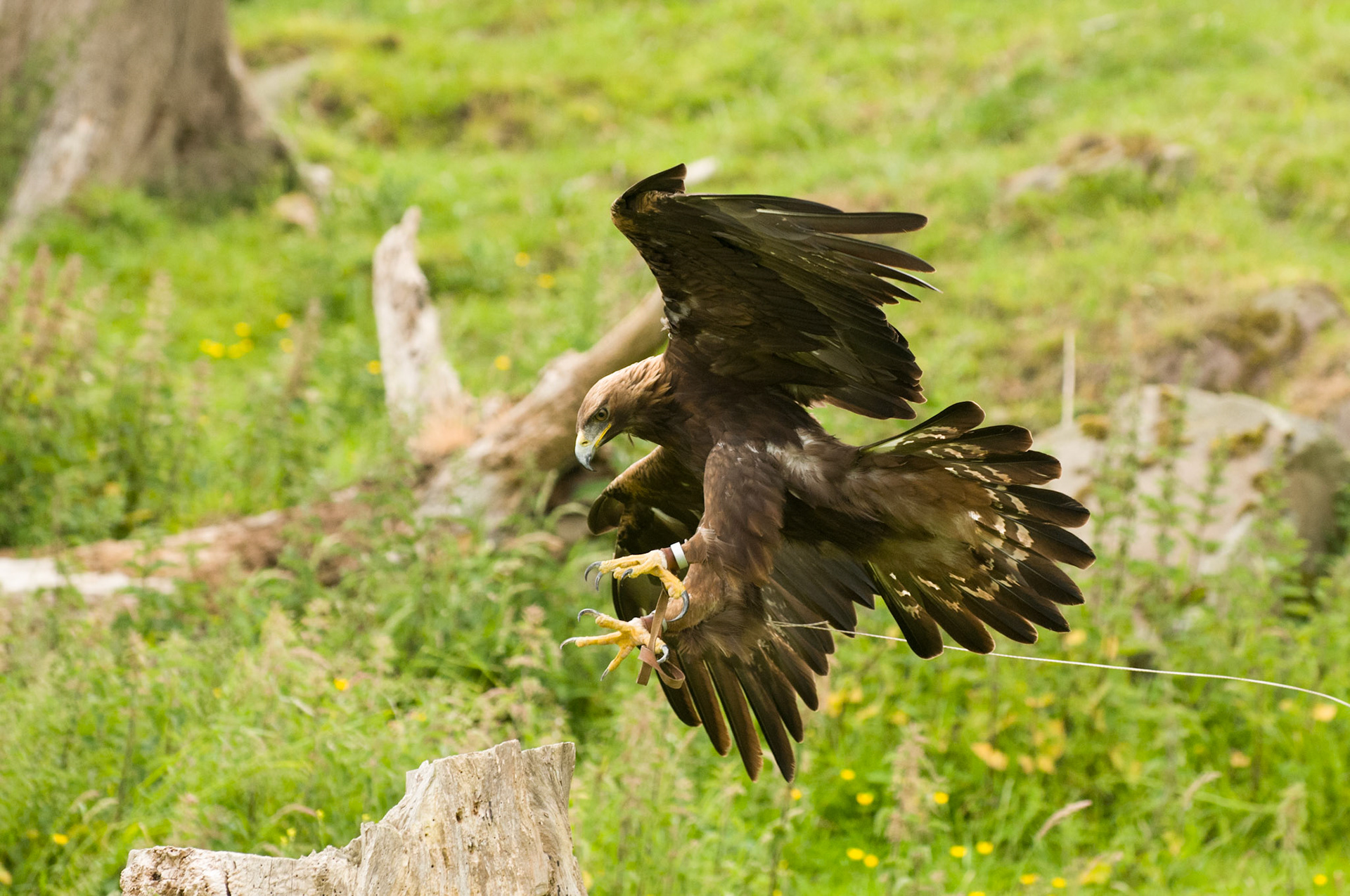 Golden Eagle with falconer in Bambrgh