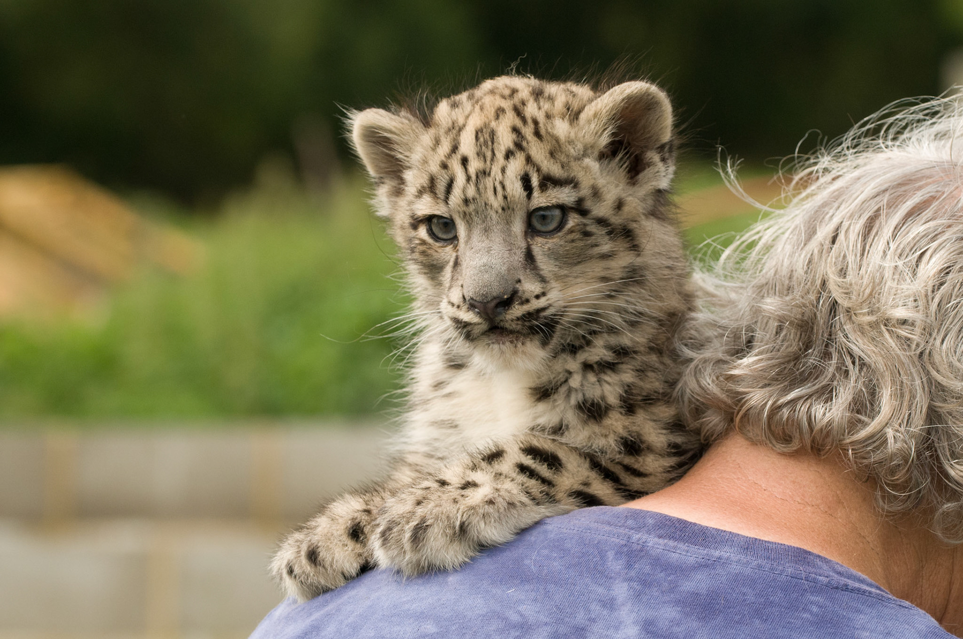 Snow Leopard Cub at the Cat Survival Trust