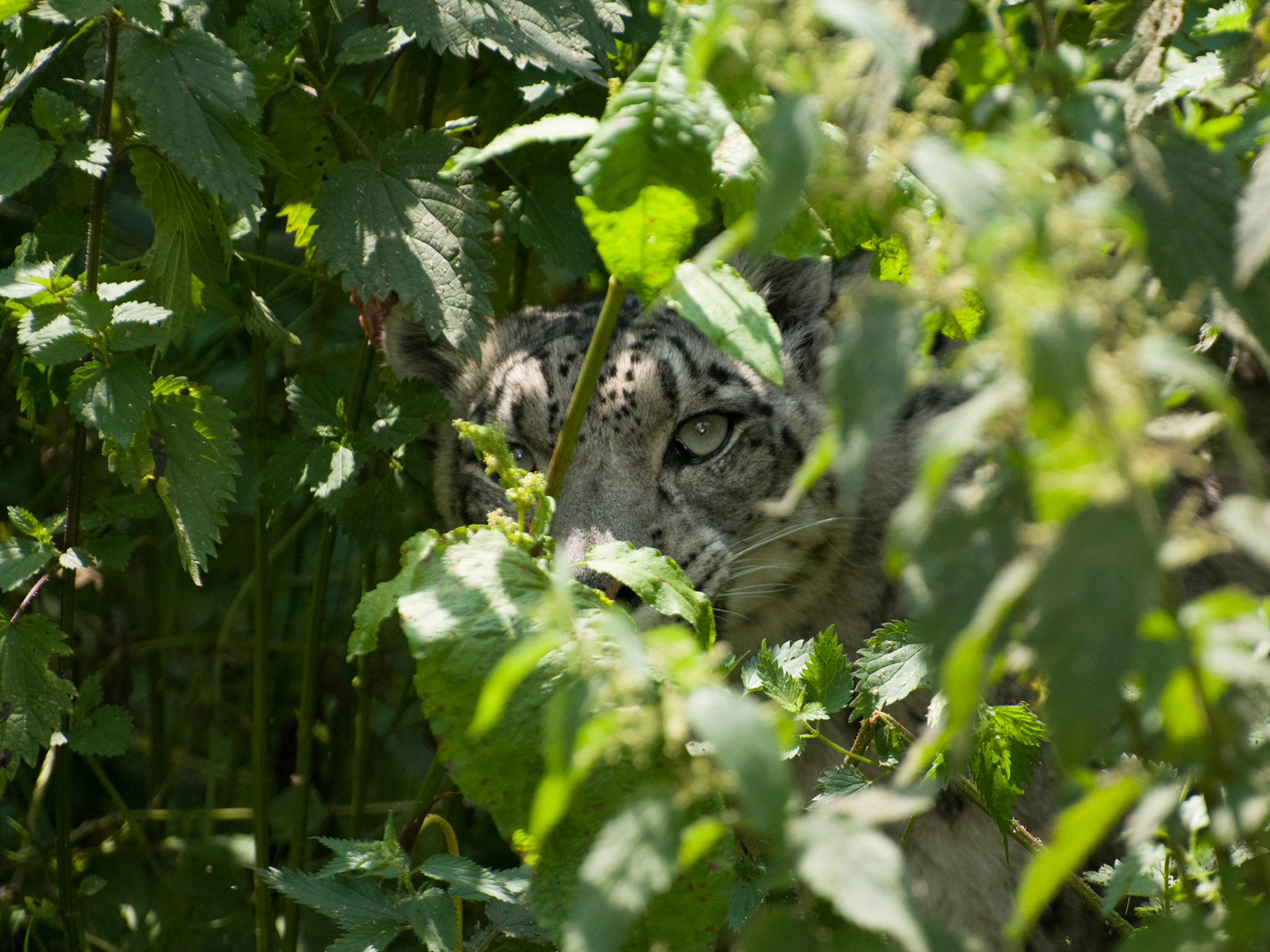 Snow Leopard at Santago Rare Leopard Project