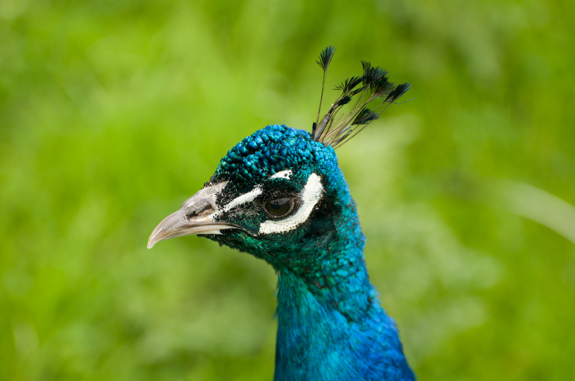 Peacock at Whipsnade Zoo