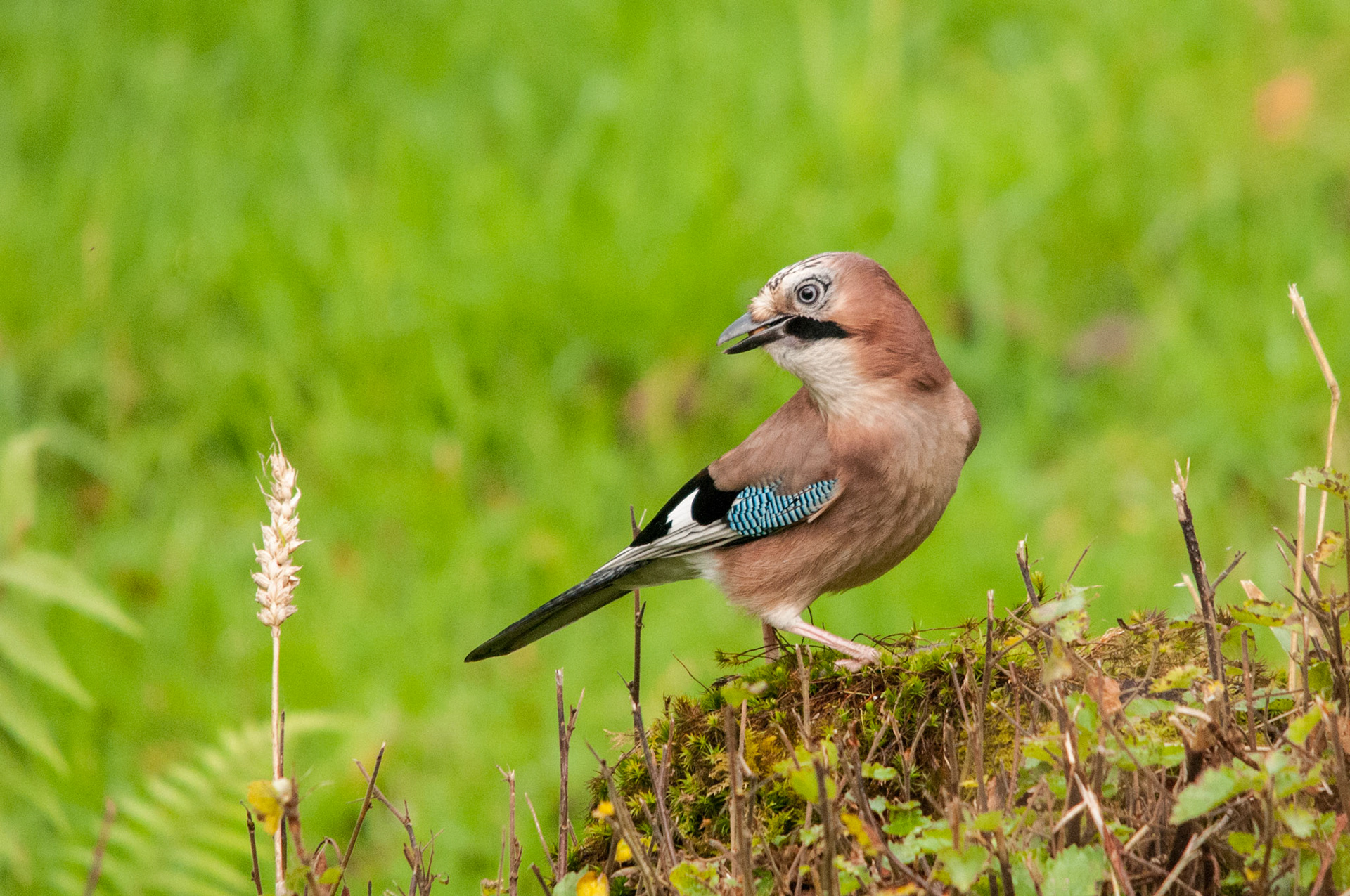 Jay taken at a privately hired hide in South West Scotland