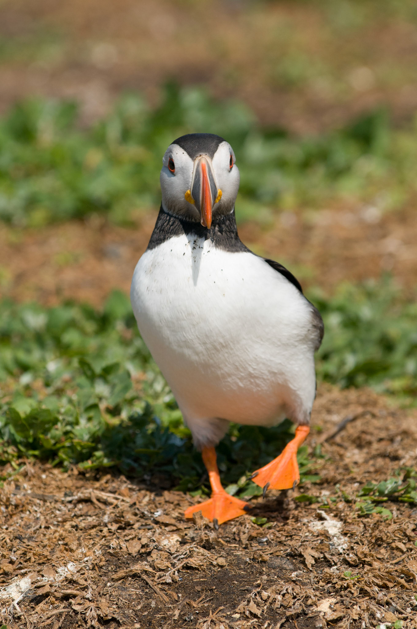 Puffin on Inner Farne