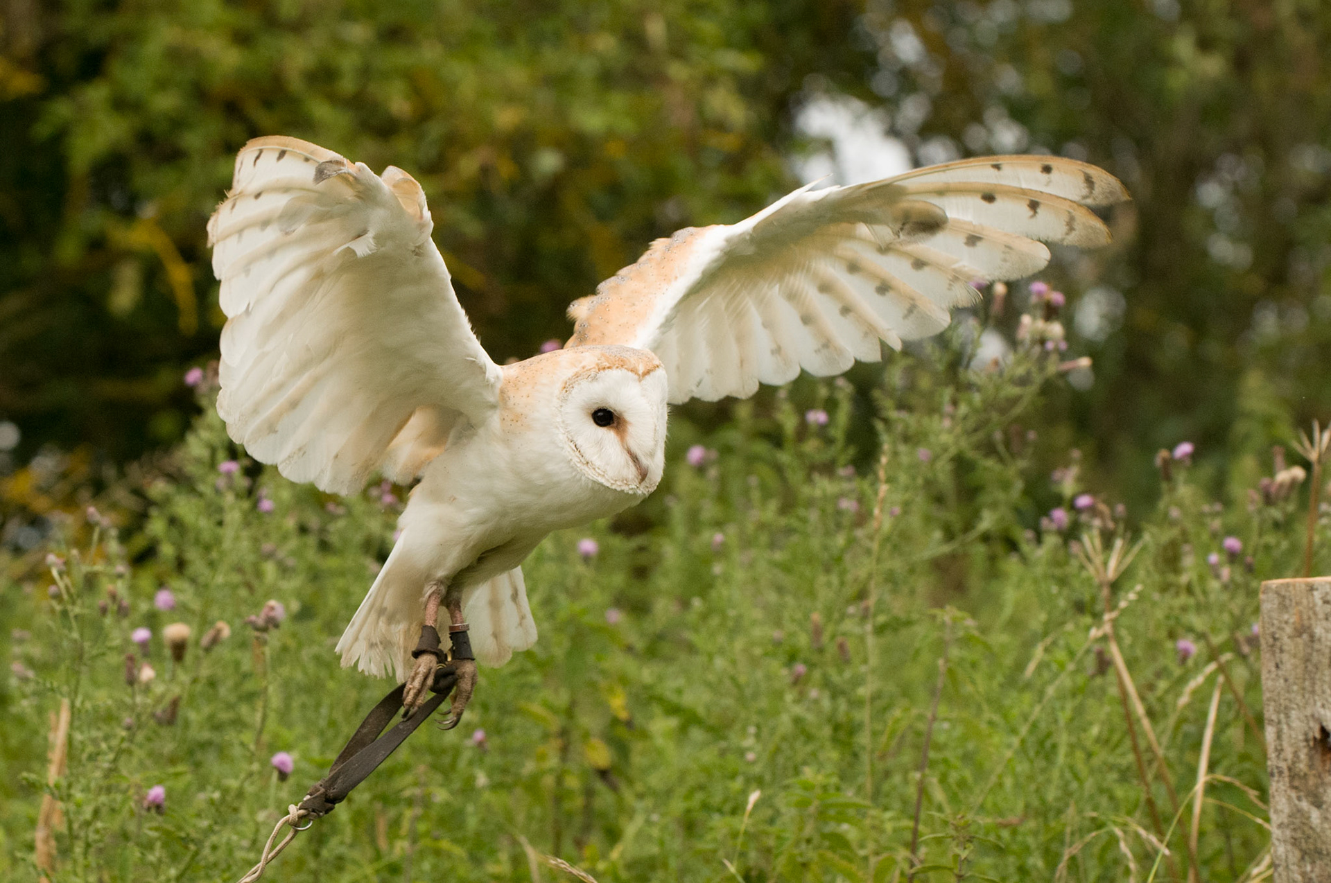 Barn Owl with falconer in Whissendine