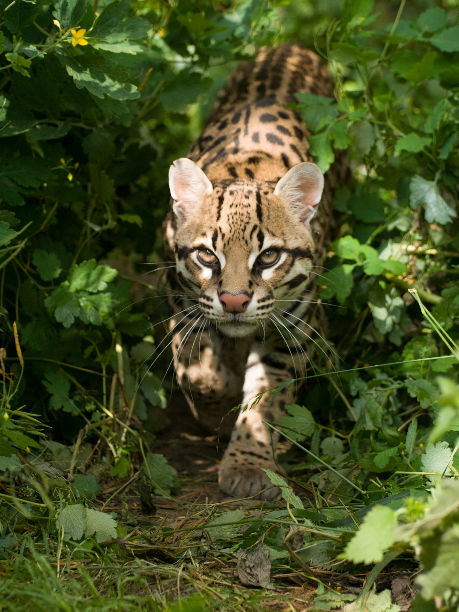 Ocelot at Santago Rare Leopard Project