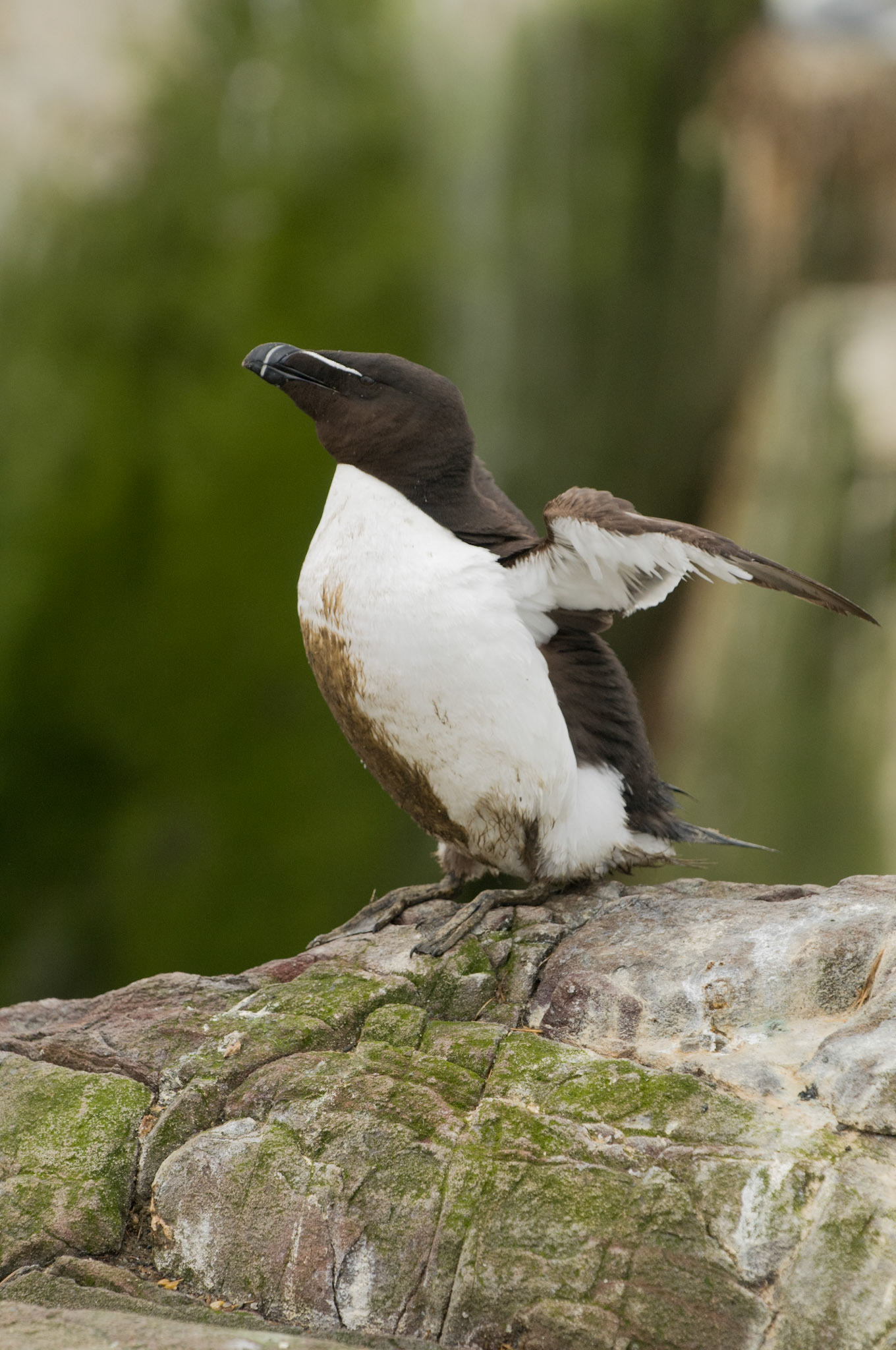 Razorbill on Staple Island
