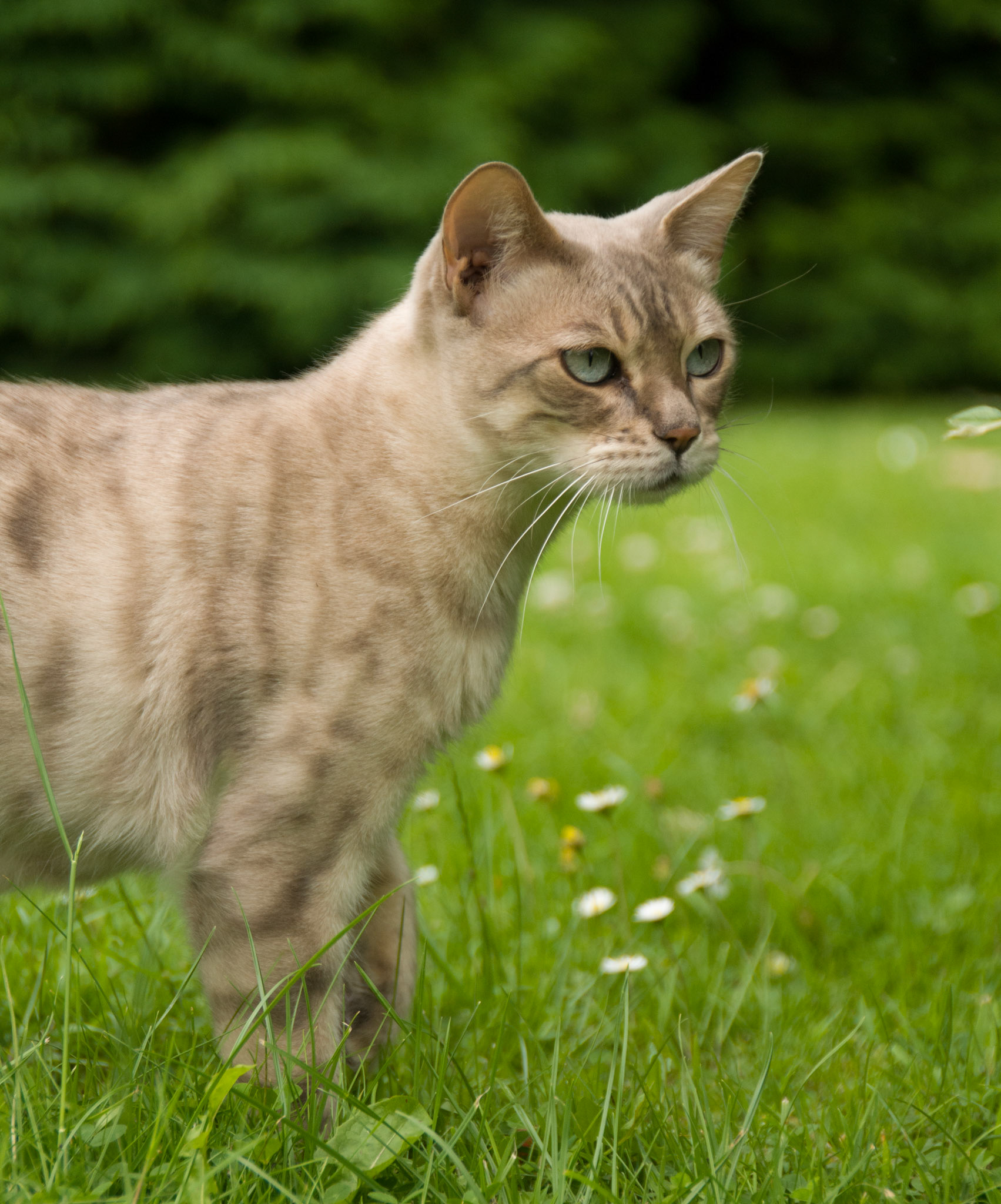 Bengal Cat at Eriador Cats