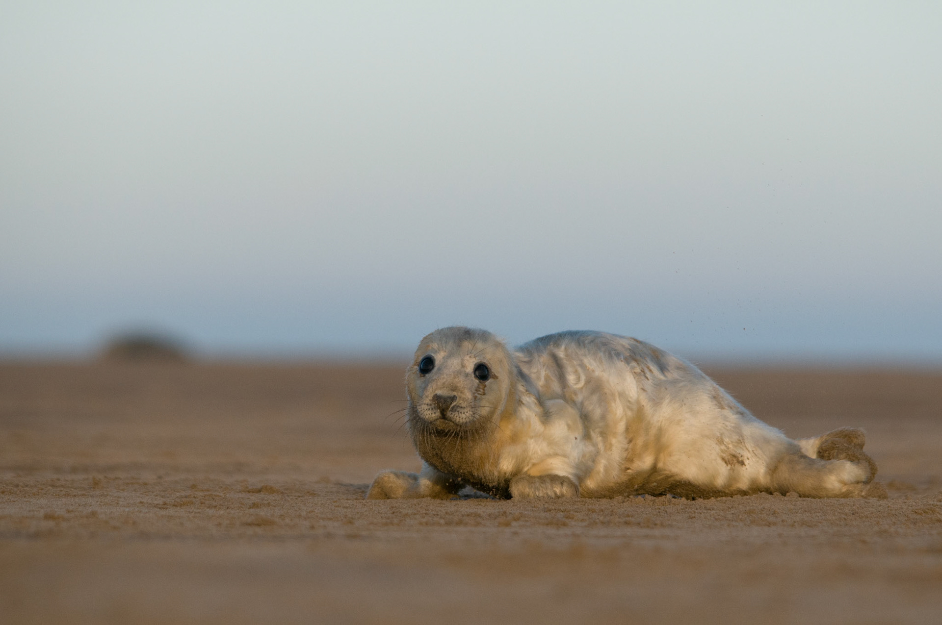 Grey Seal Pup at Donna Nook