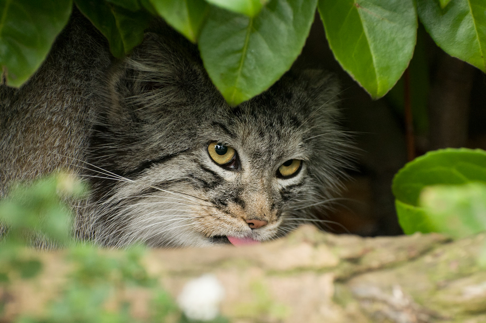 Pallas Cat at Wildlife Heritage Foundation
