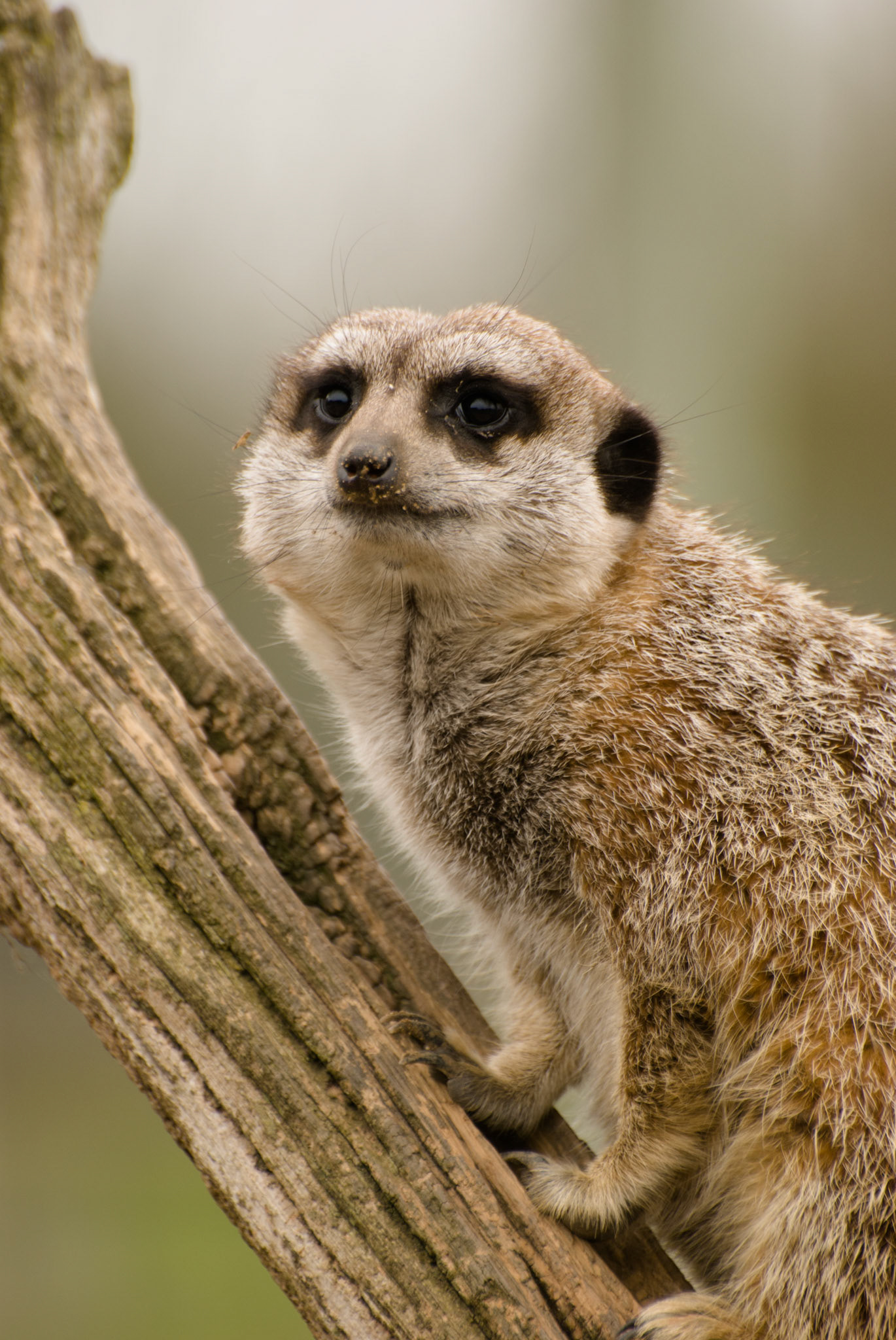 Meerkat at Hamerton Zoo