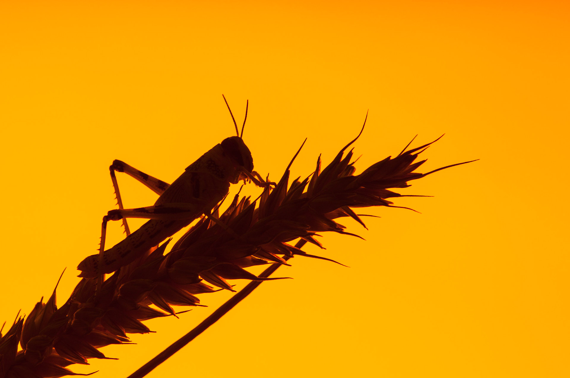 Desert Locust under simulated sunset
